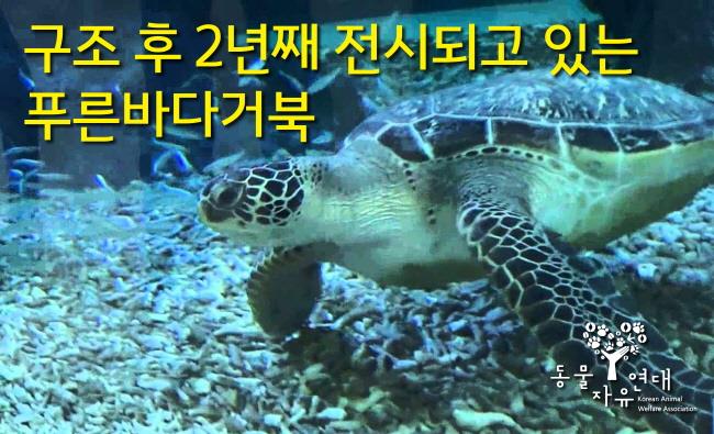 한화 아쿠아플라넷, 9월 27일 푸른바다거북 방류 결정 