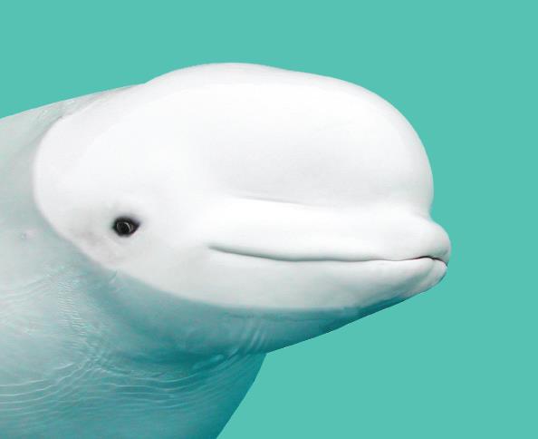 [후기] 롯데 아쿠아리움 흰고래 벨루가 전시 중단 요구 공동기자회견