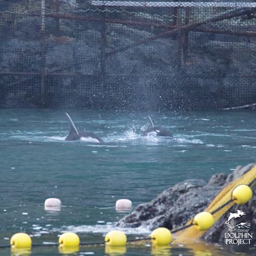 11월 3일 일본 타이지의 큰돌고래 포획 현장입니다. 