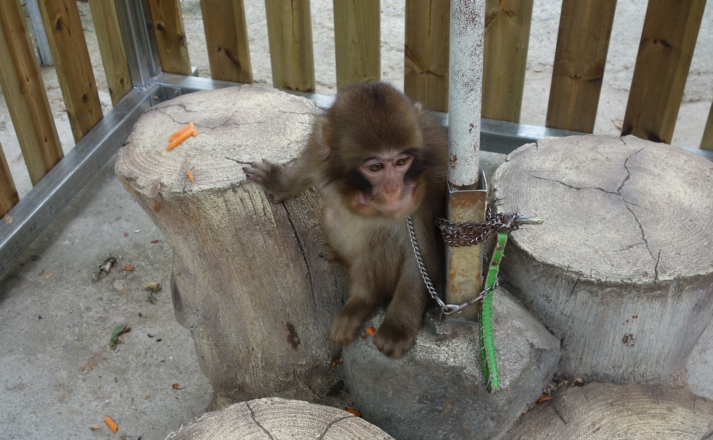 부경동물원에 목줄에 묶인 원숭이 등 사육환경 개선 요청