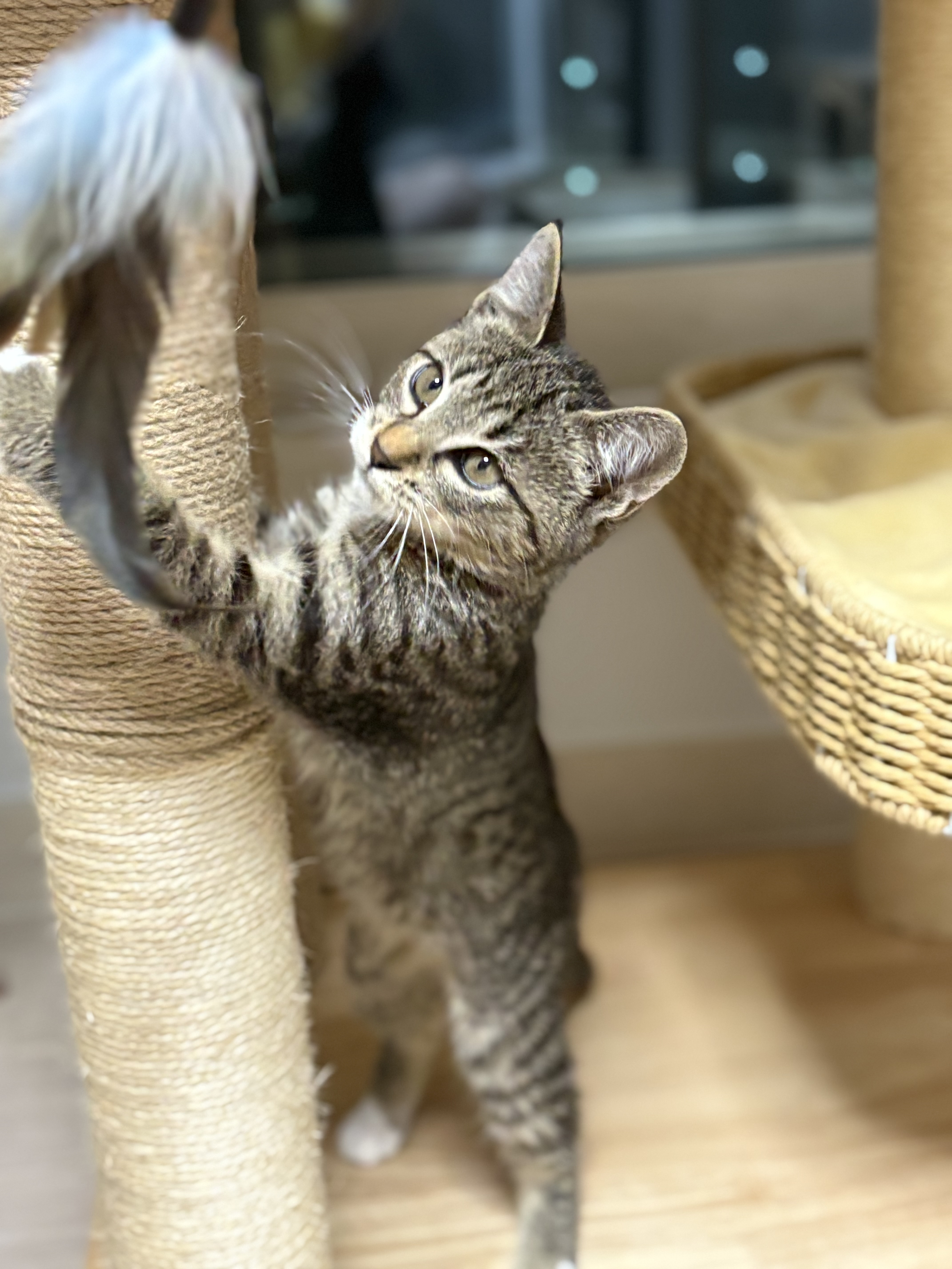 구 애옹 현 하리 입양 일주일차 후기