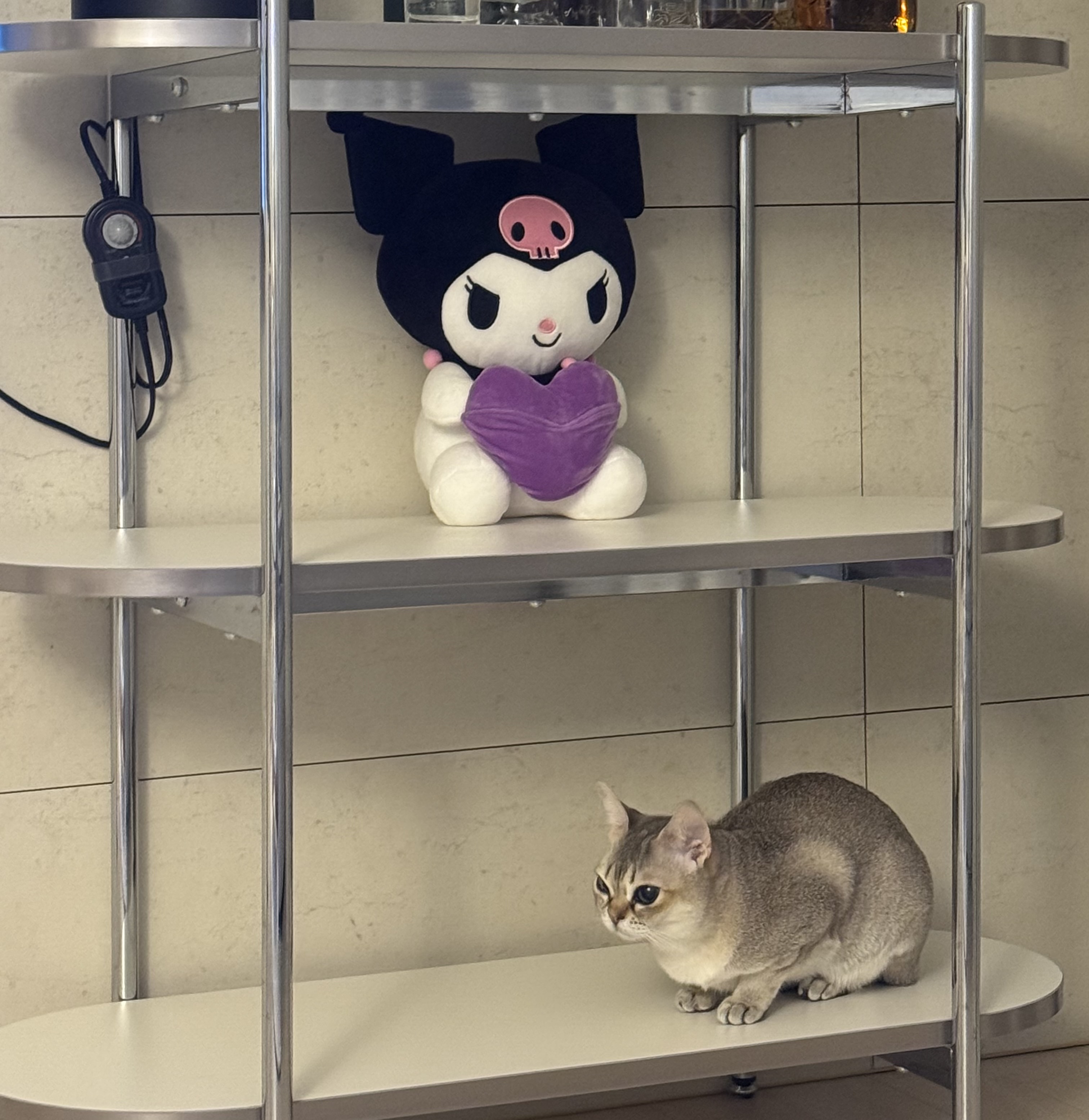 보리(순이) 입양 3개월 차 후기 !