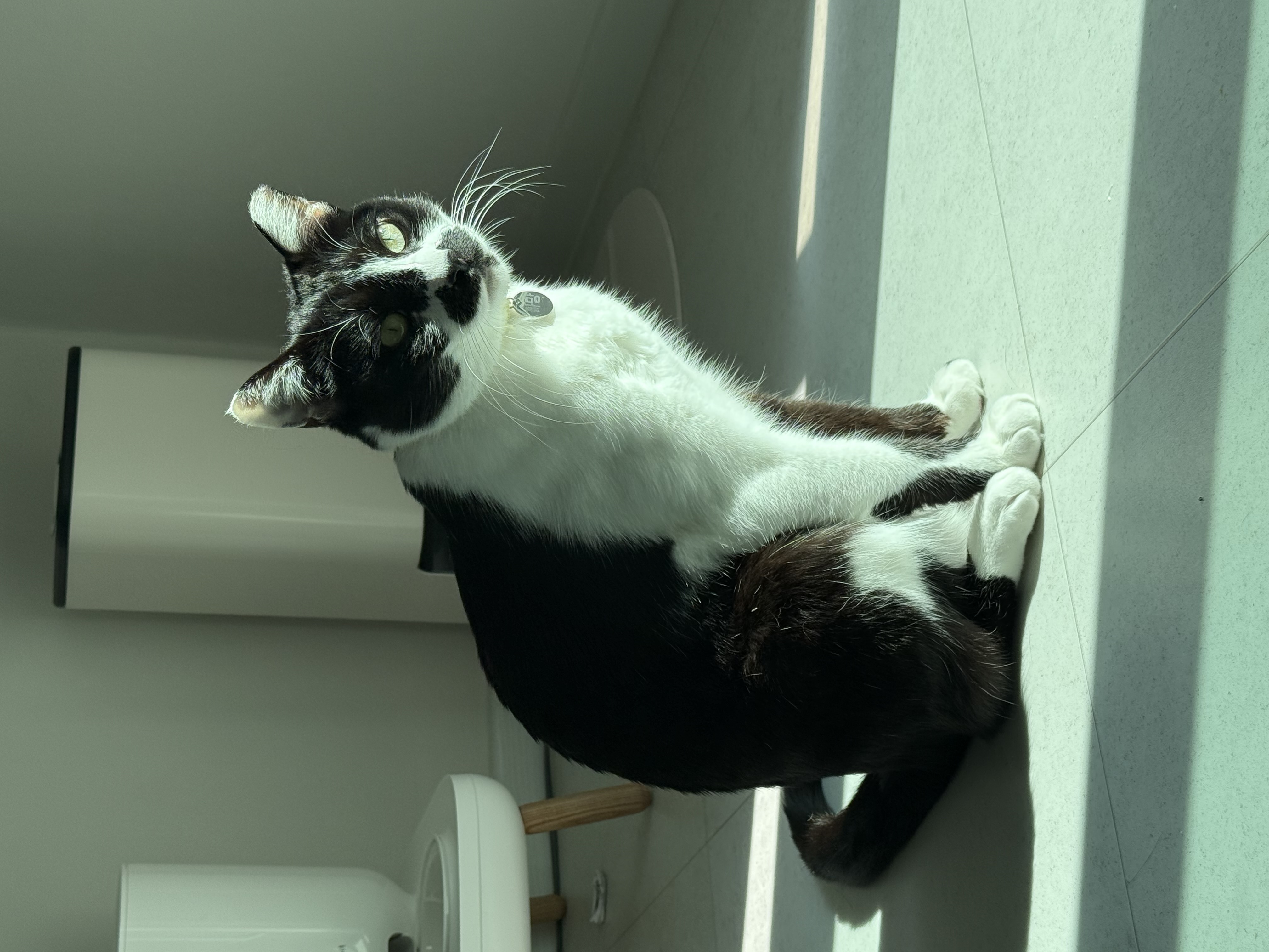 까망이 입양 6개월 후기