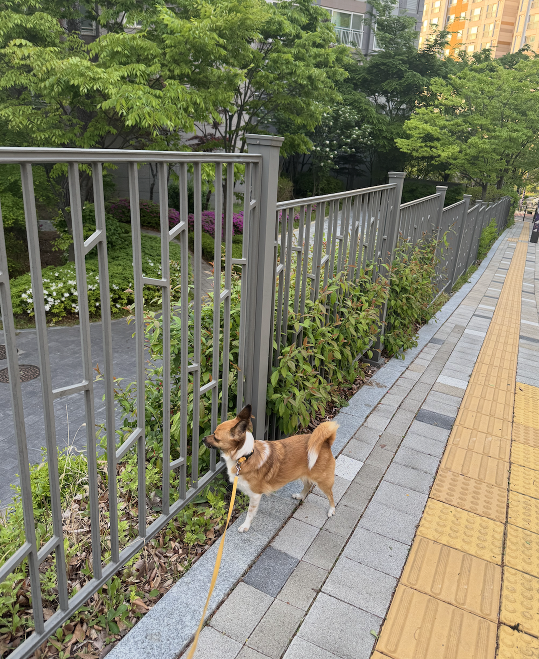 보나(은일이) 5주년