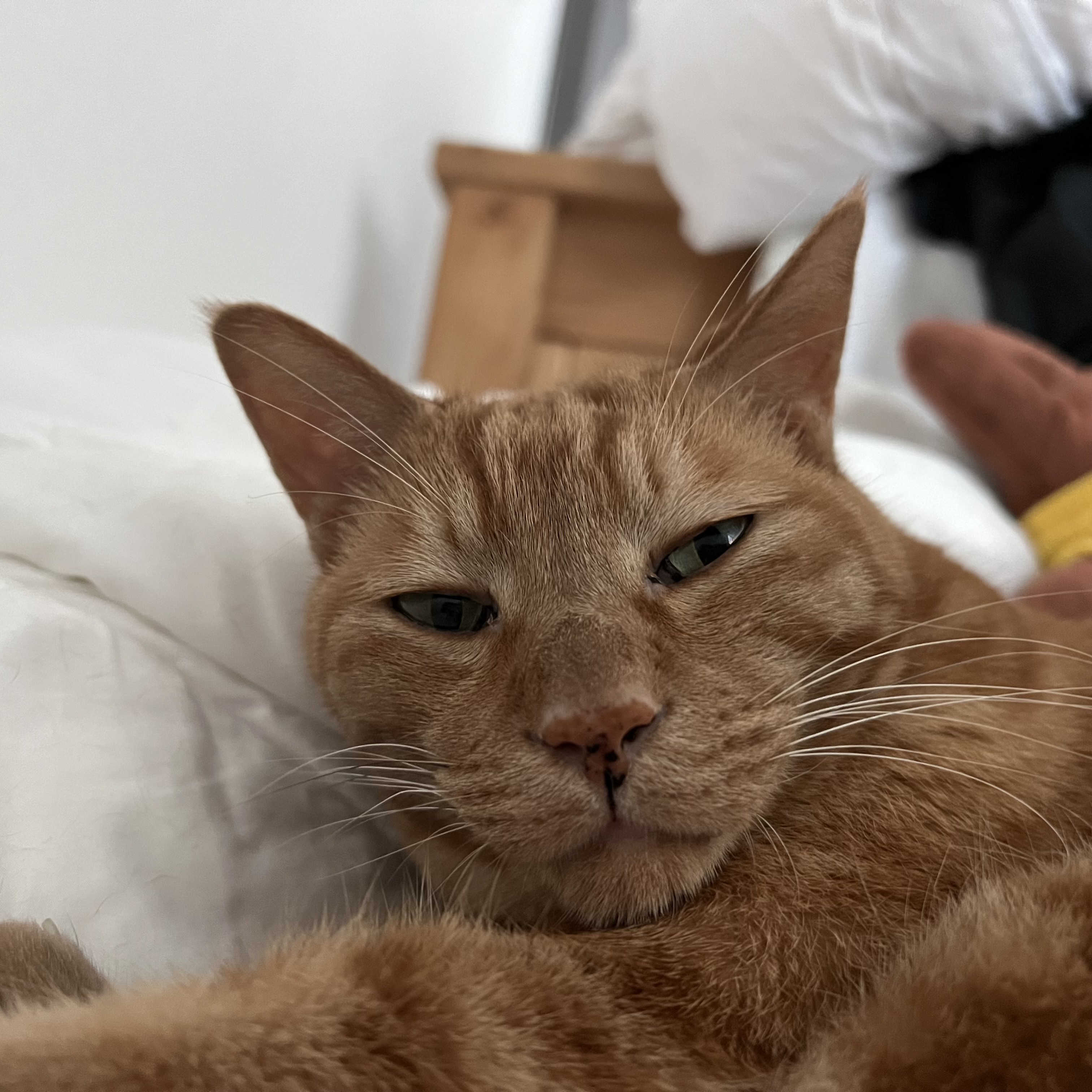 용식이 잘 지내고 있어요.