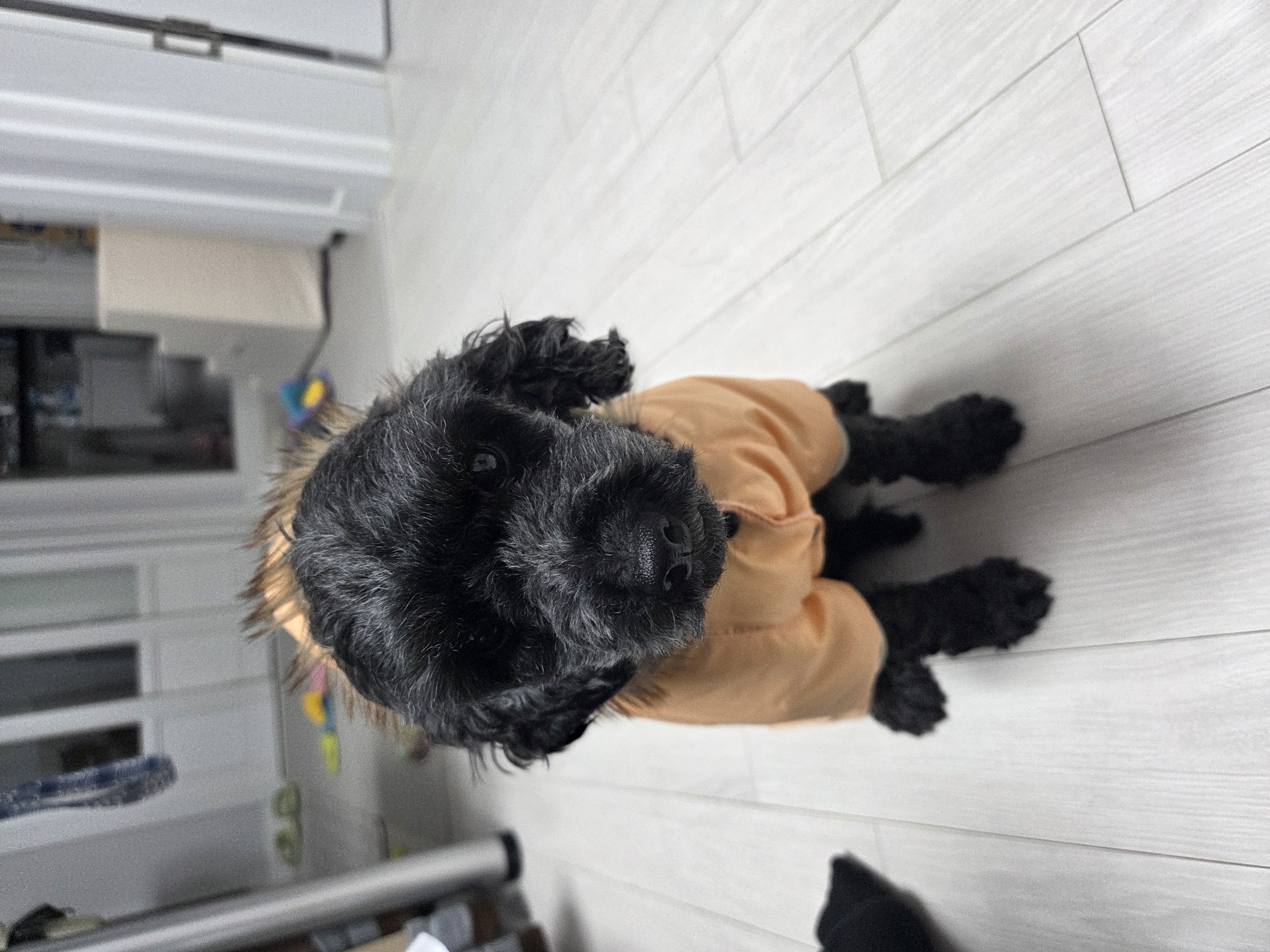 콩이(달튼) 입양 한 달 차