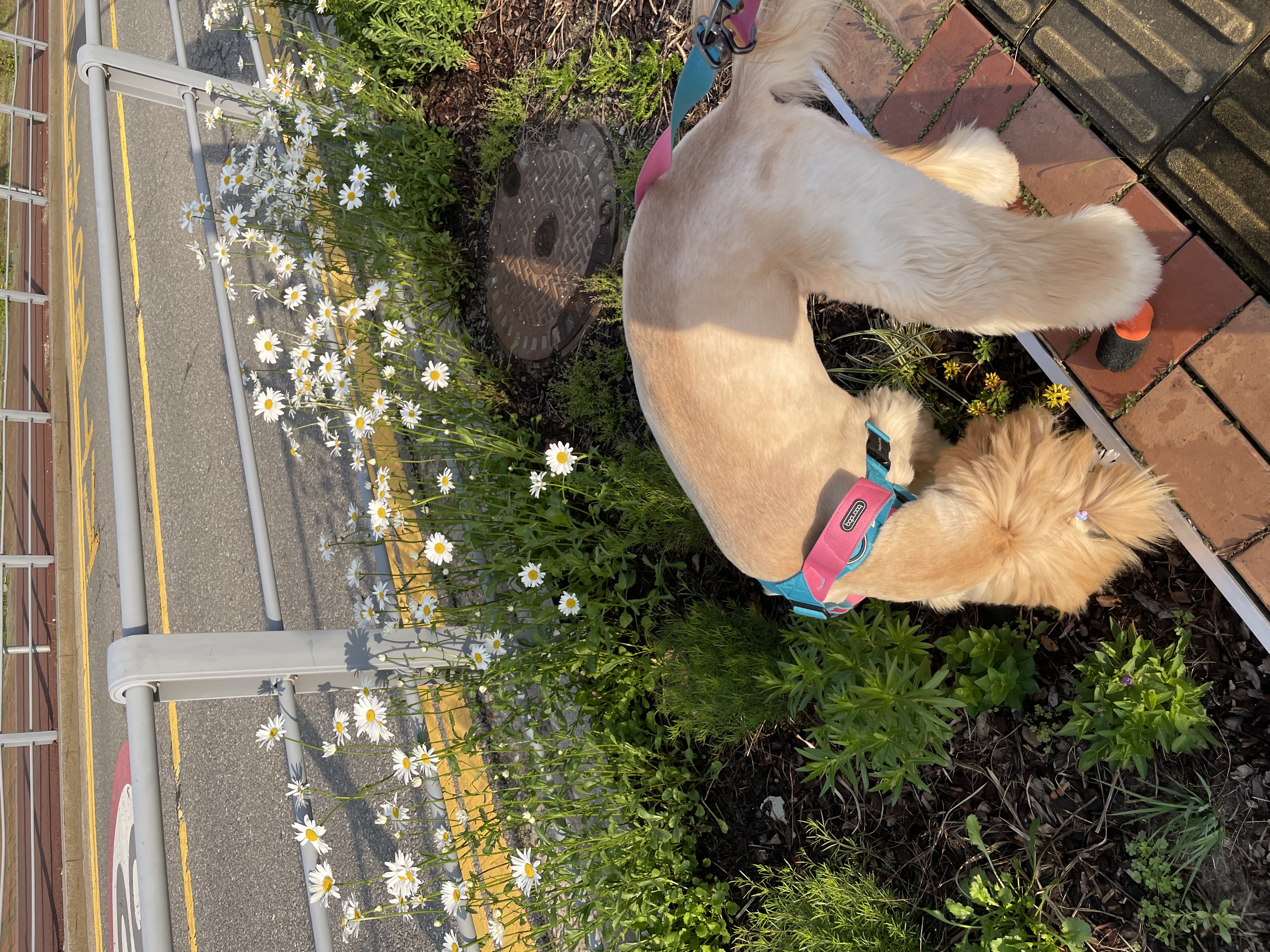 라나 일년 후 이야기