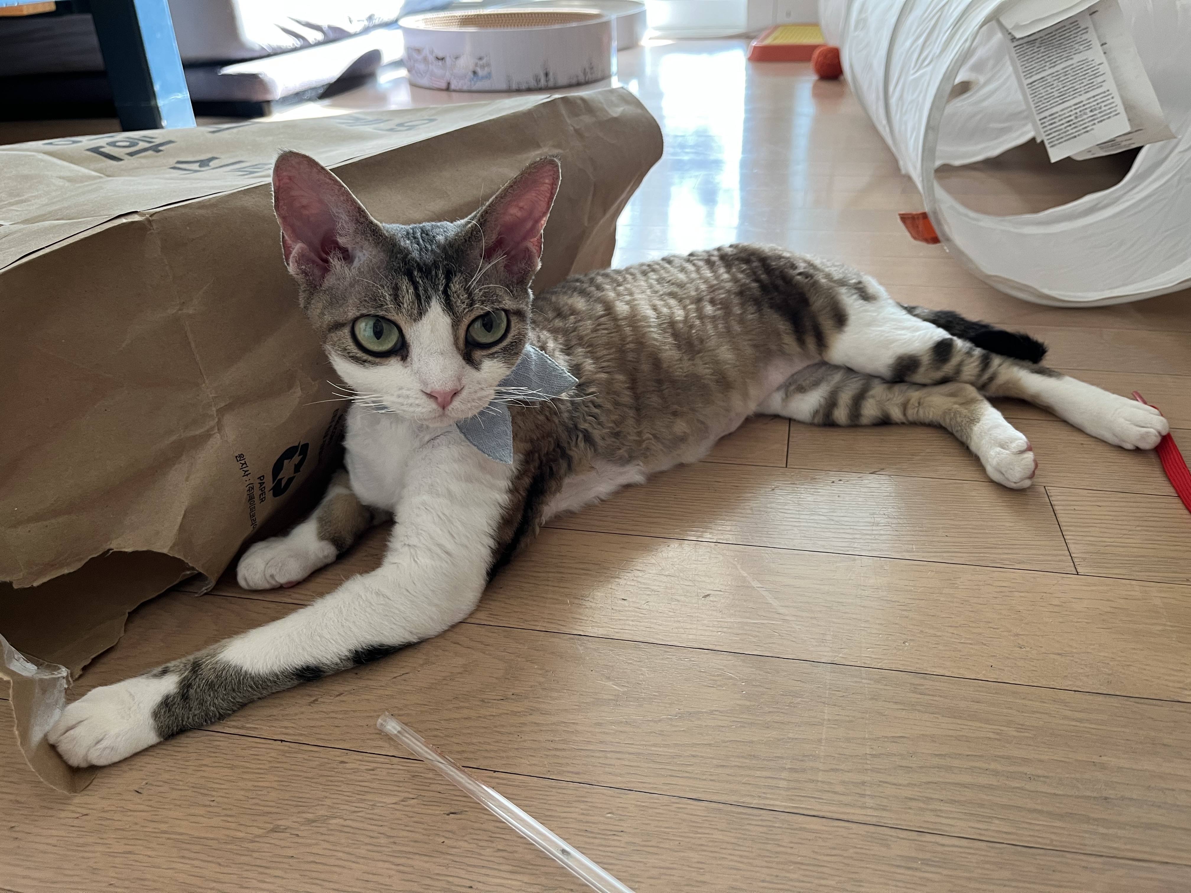 머루(까까)와 함께한 세달