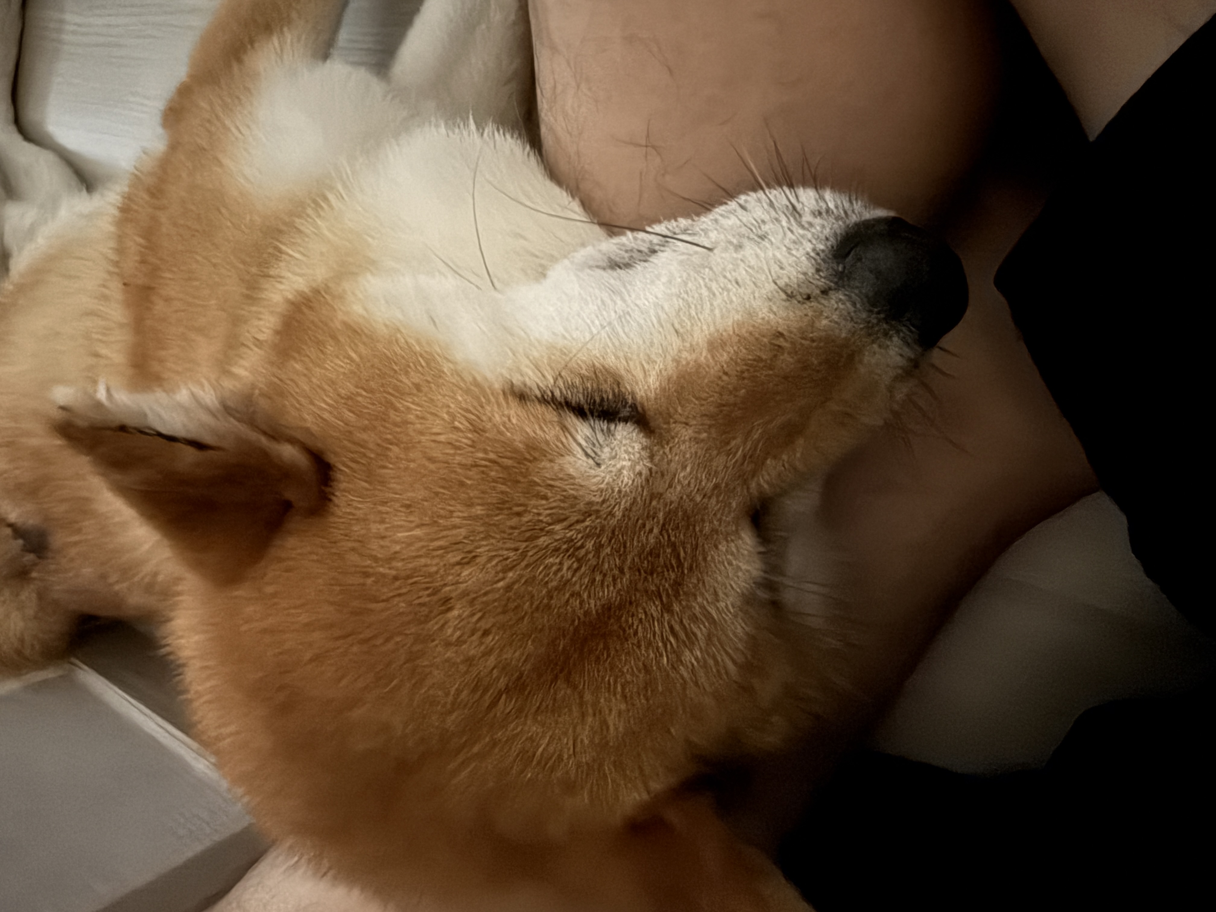 동배(쫑쫑이) 임보 한달 인사드립니다~~