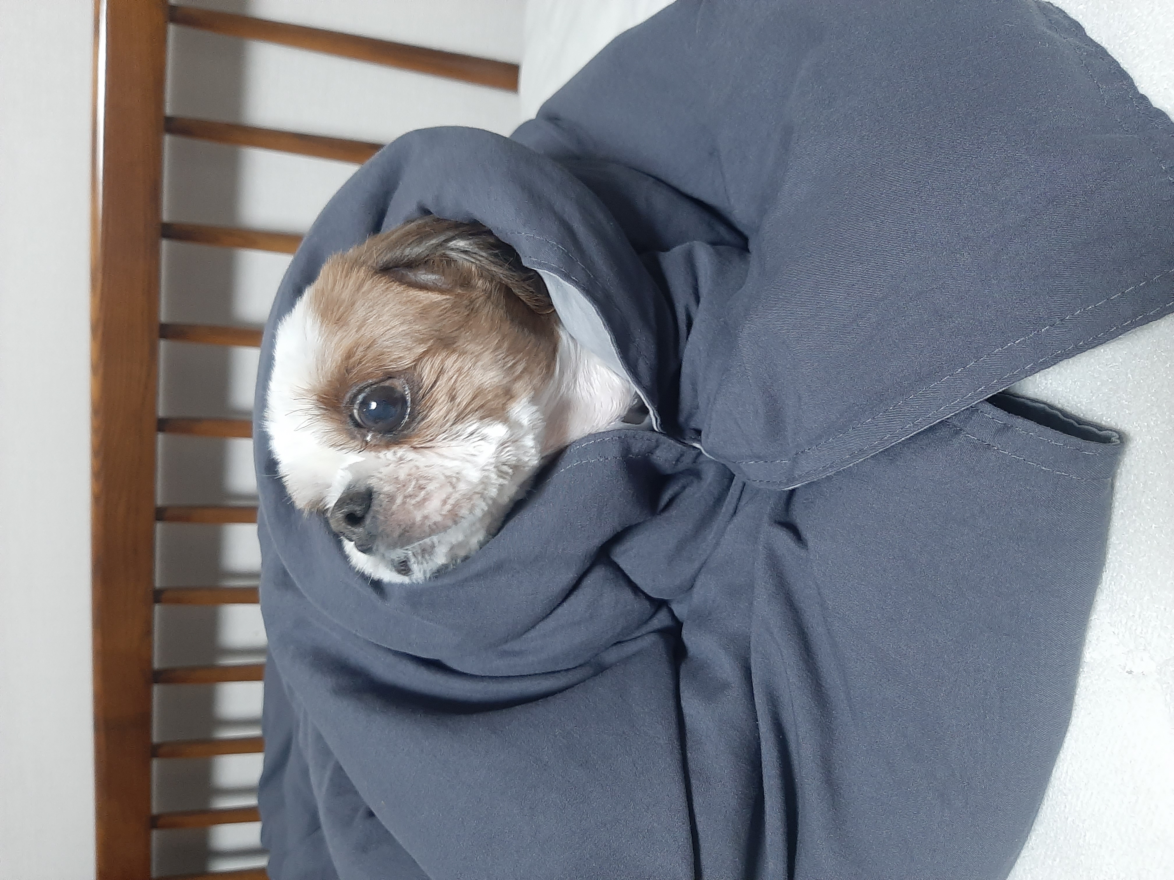 뽀야 예쁘게 잘 살고있어요