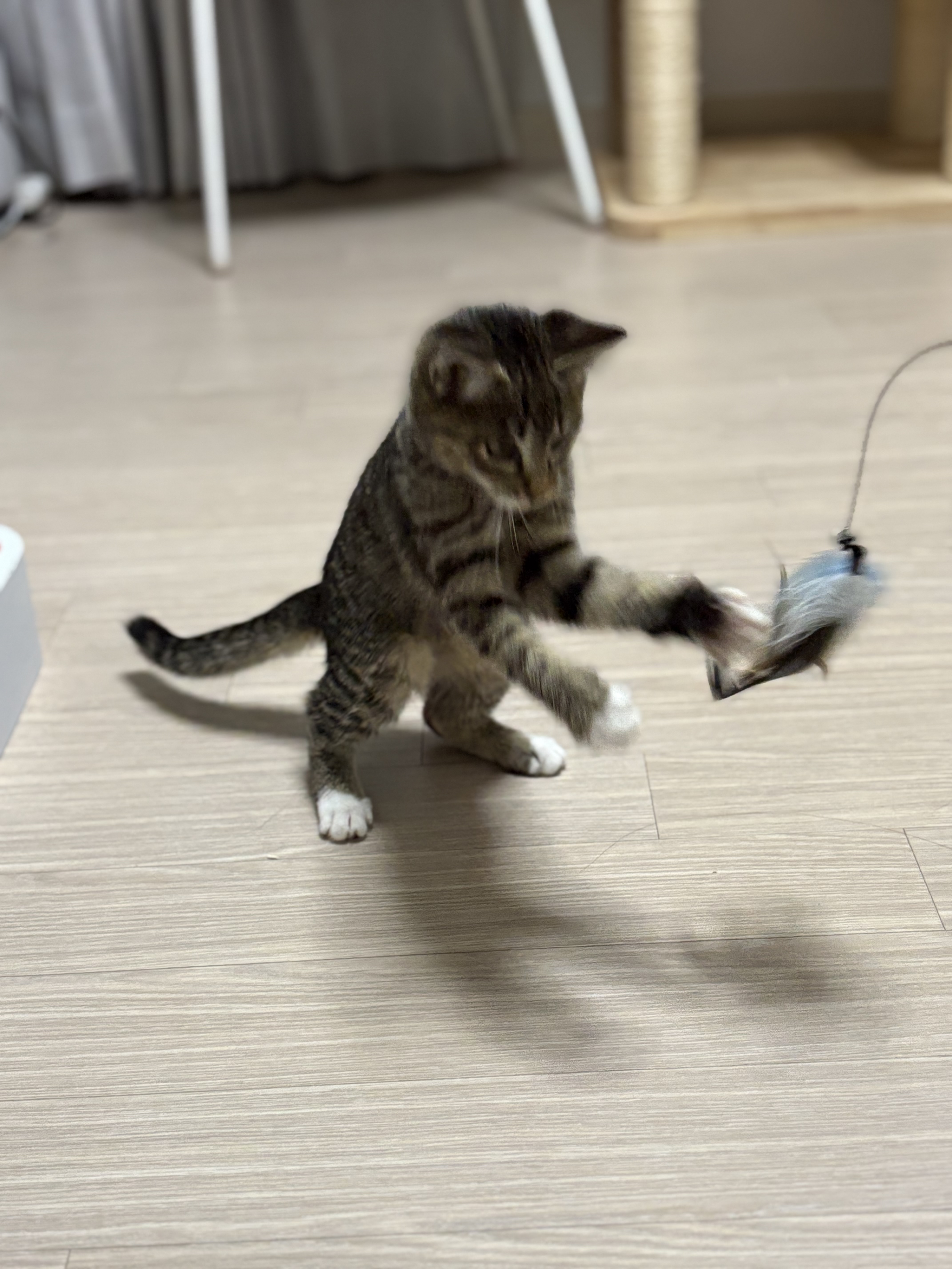 구 애옹 현 하리 입양 일주일차 후기