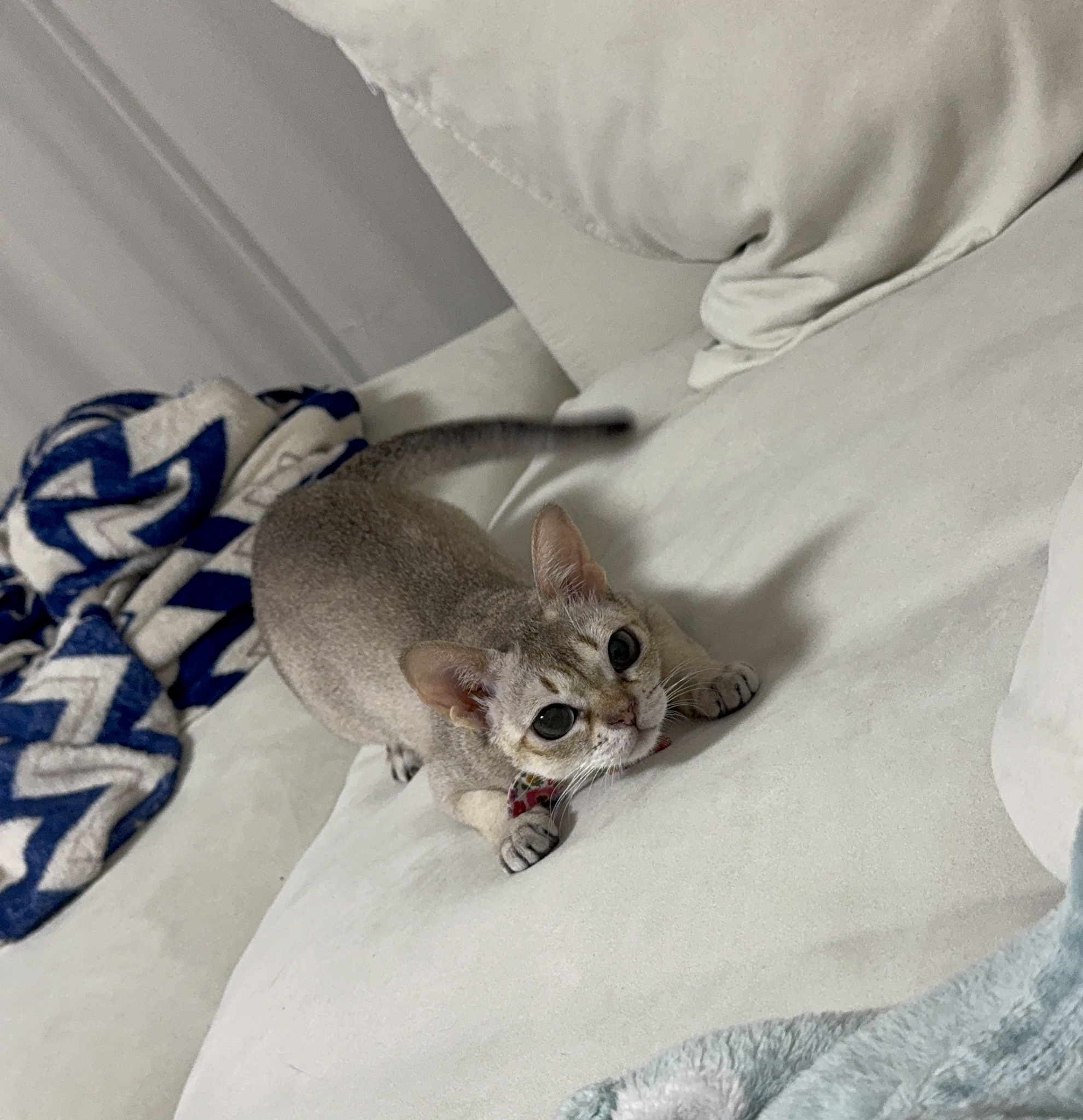 집냥이 한달 차 보리(울산 구조묘 순이)