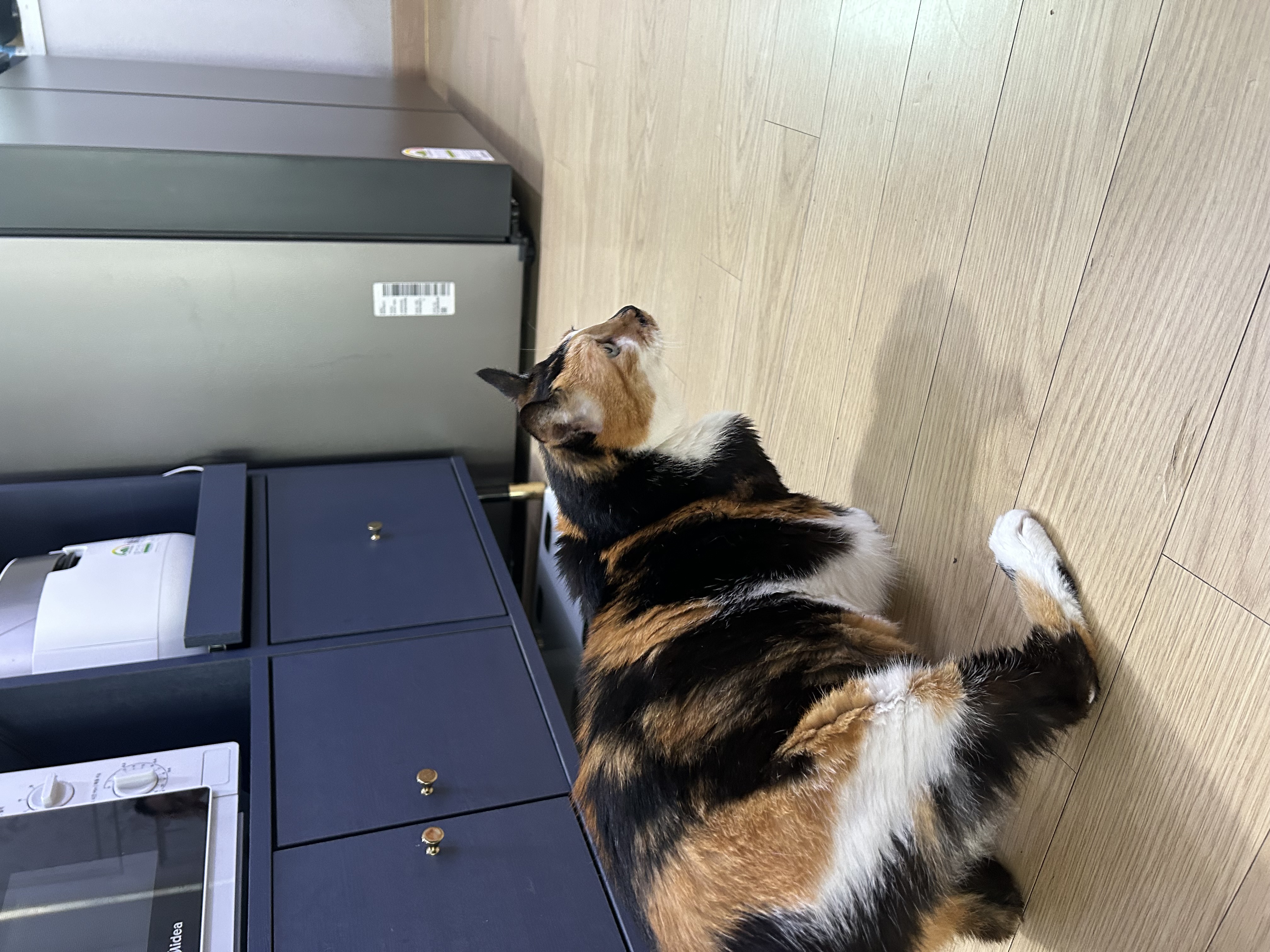 달이가 됀 달냥이