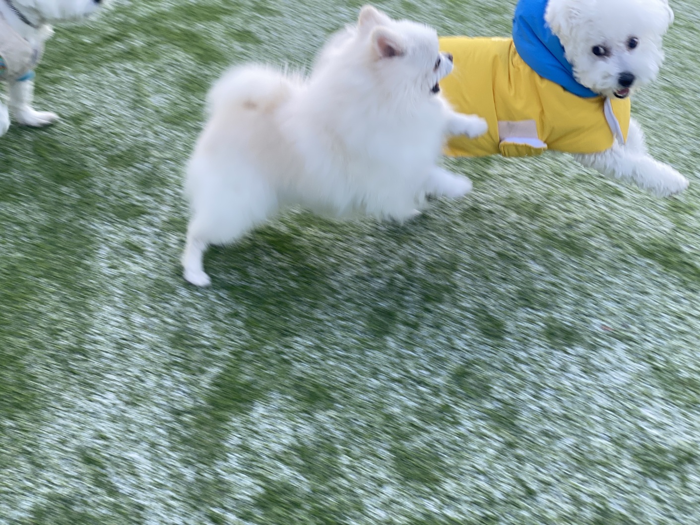 햇밤이와의 우리 세가족 이야기