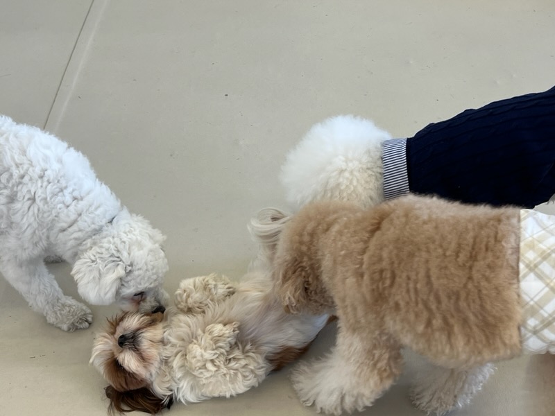 토리와 함께한 한달후기