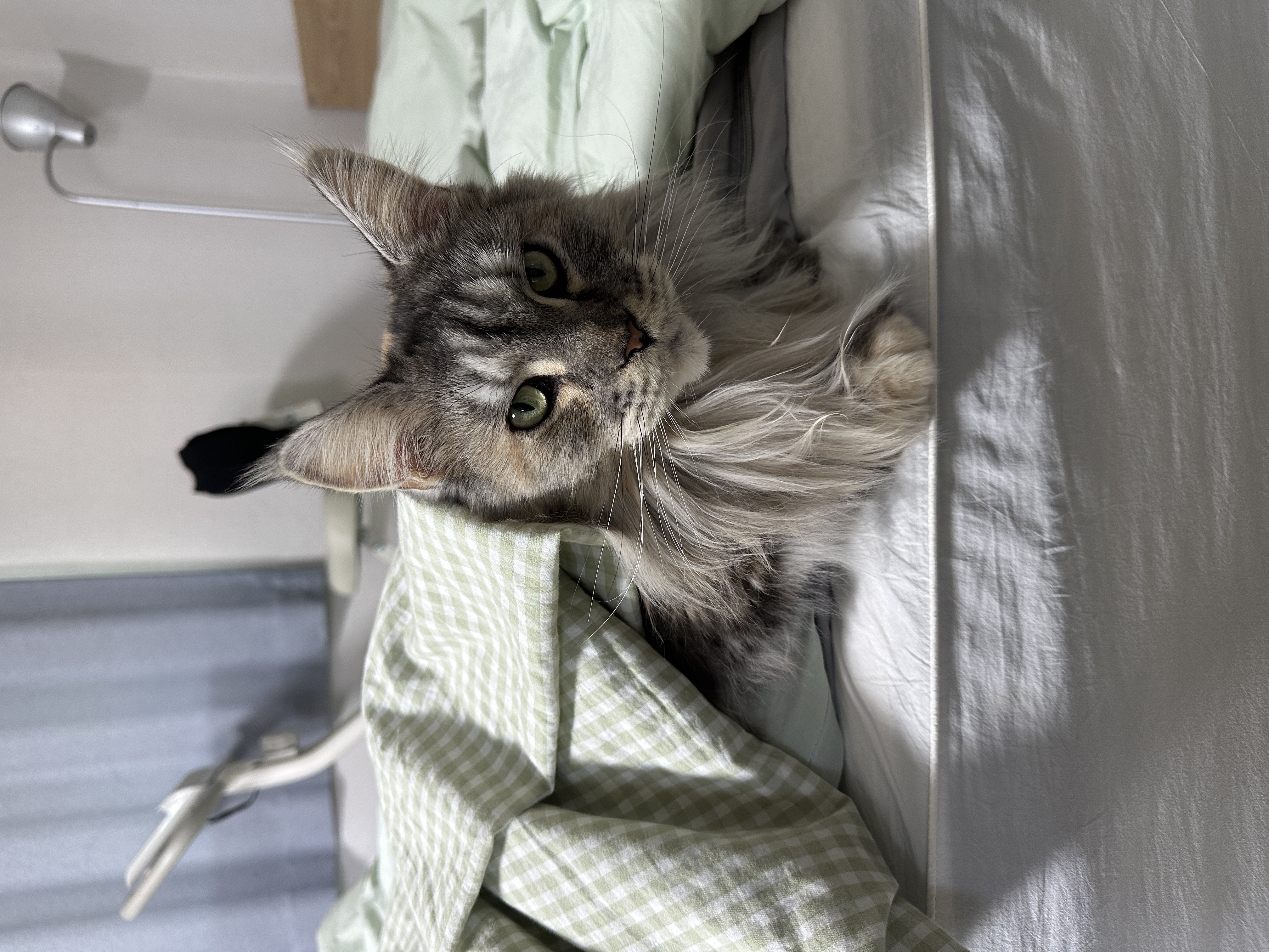 입양 3개월 백호야(이쿤이) 소식입니디