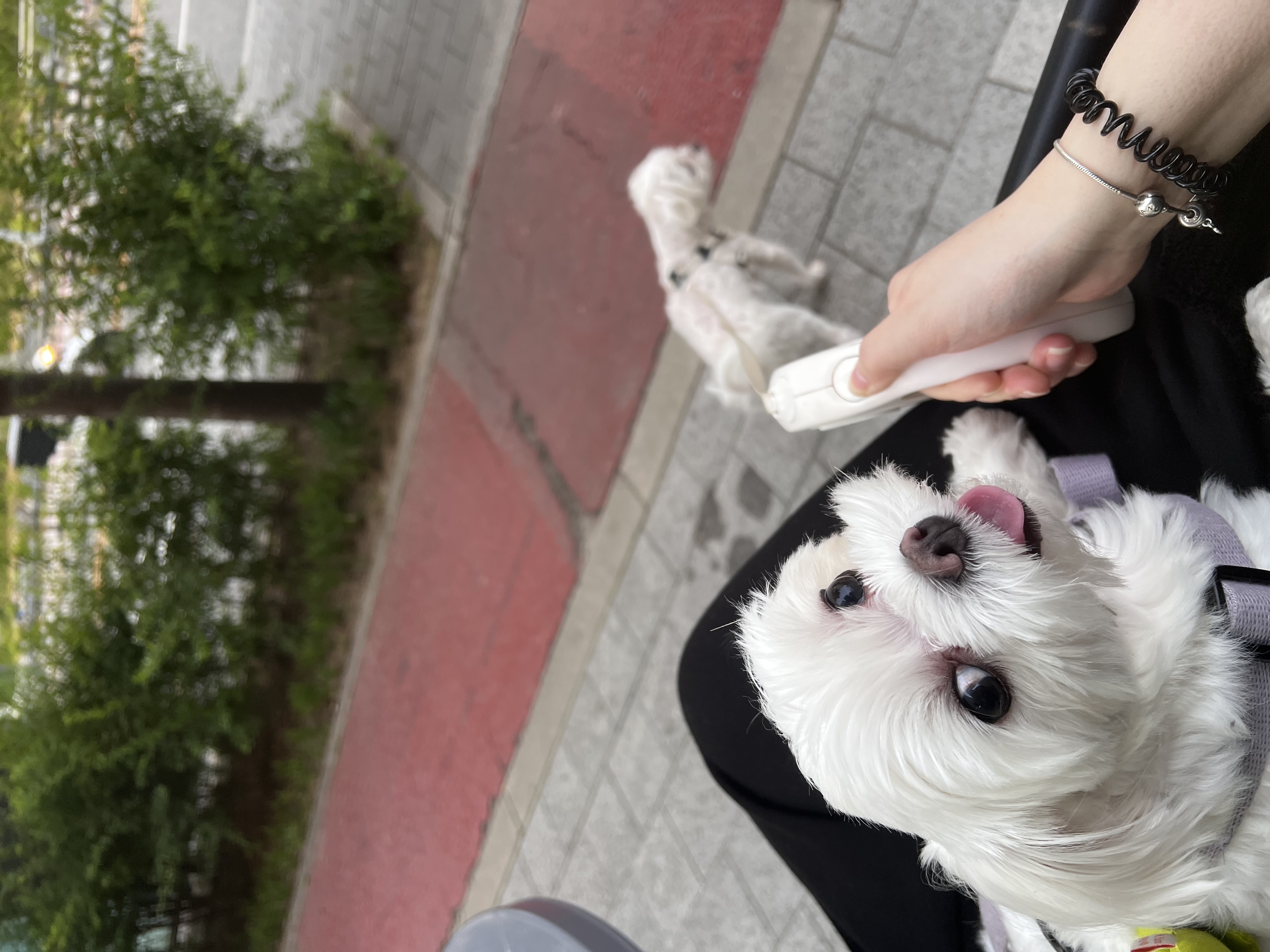 뽀(구 보령 육보)와 함께 한 6개월