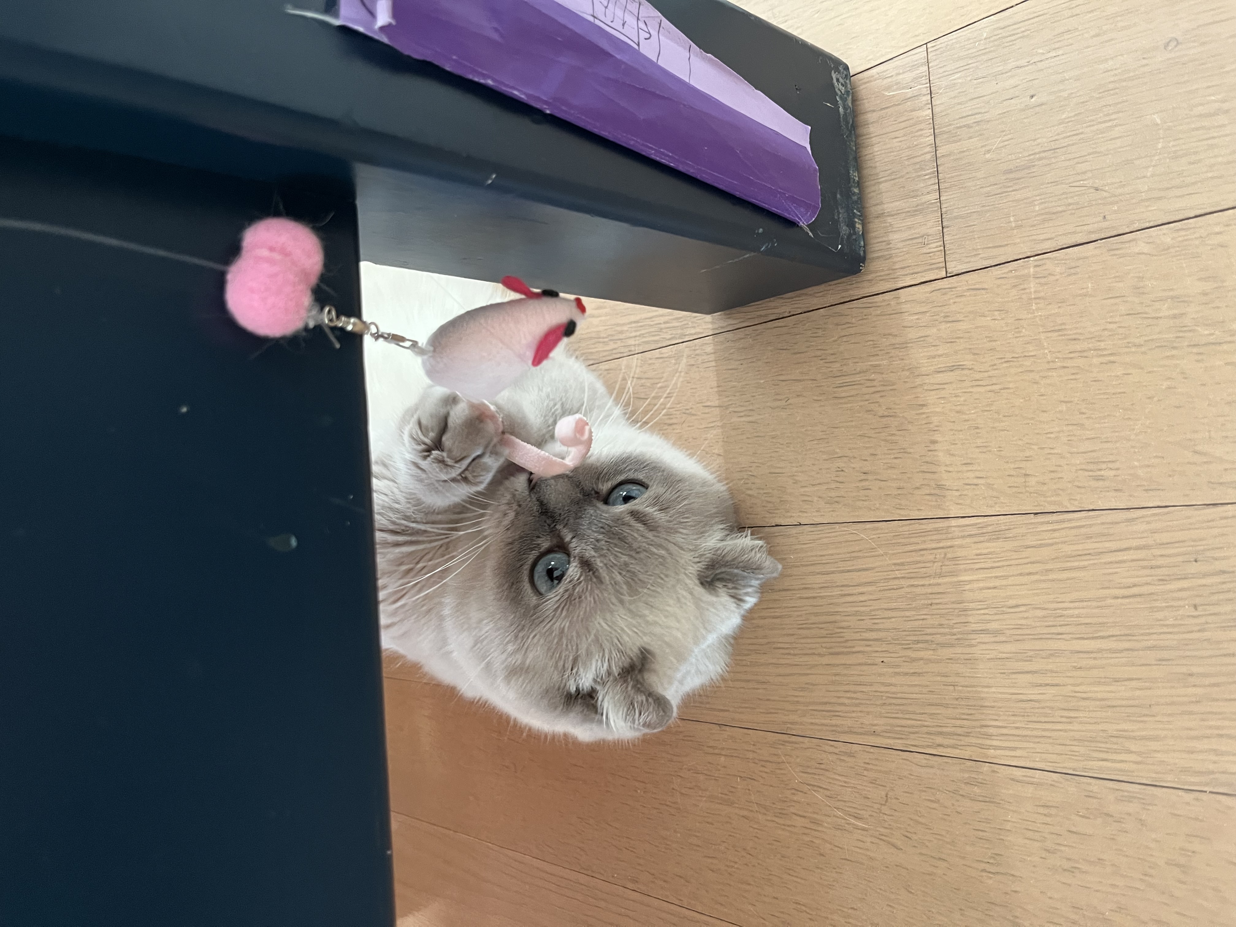 버찌(하츄)와 함게한 3개월입니다