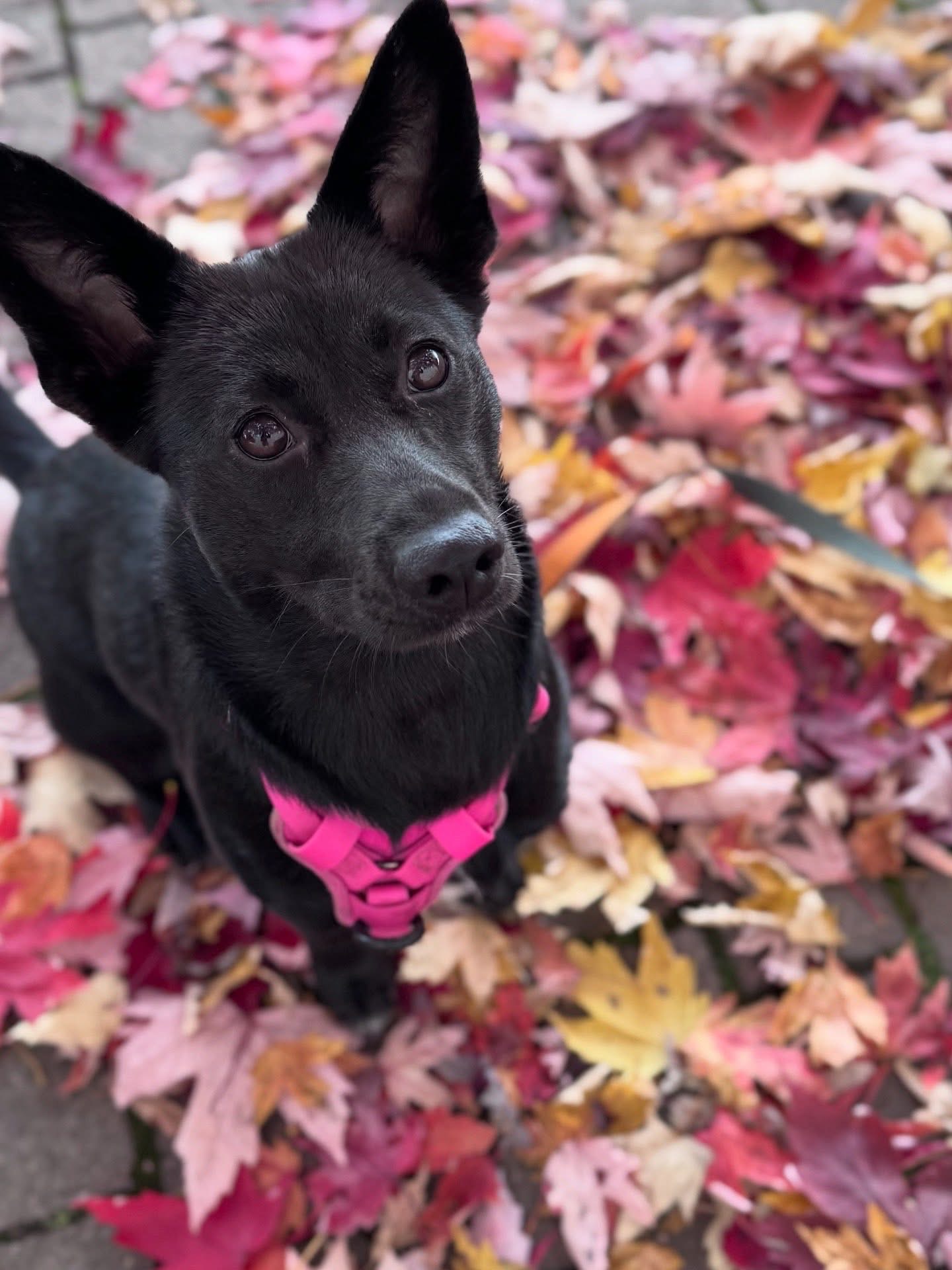 [해외입양] 캐나다 토론토에서 전해온 '대콩이' 소식💌