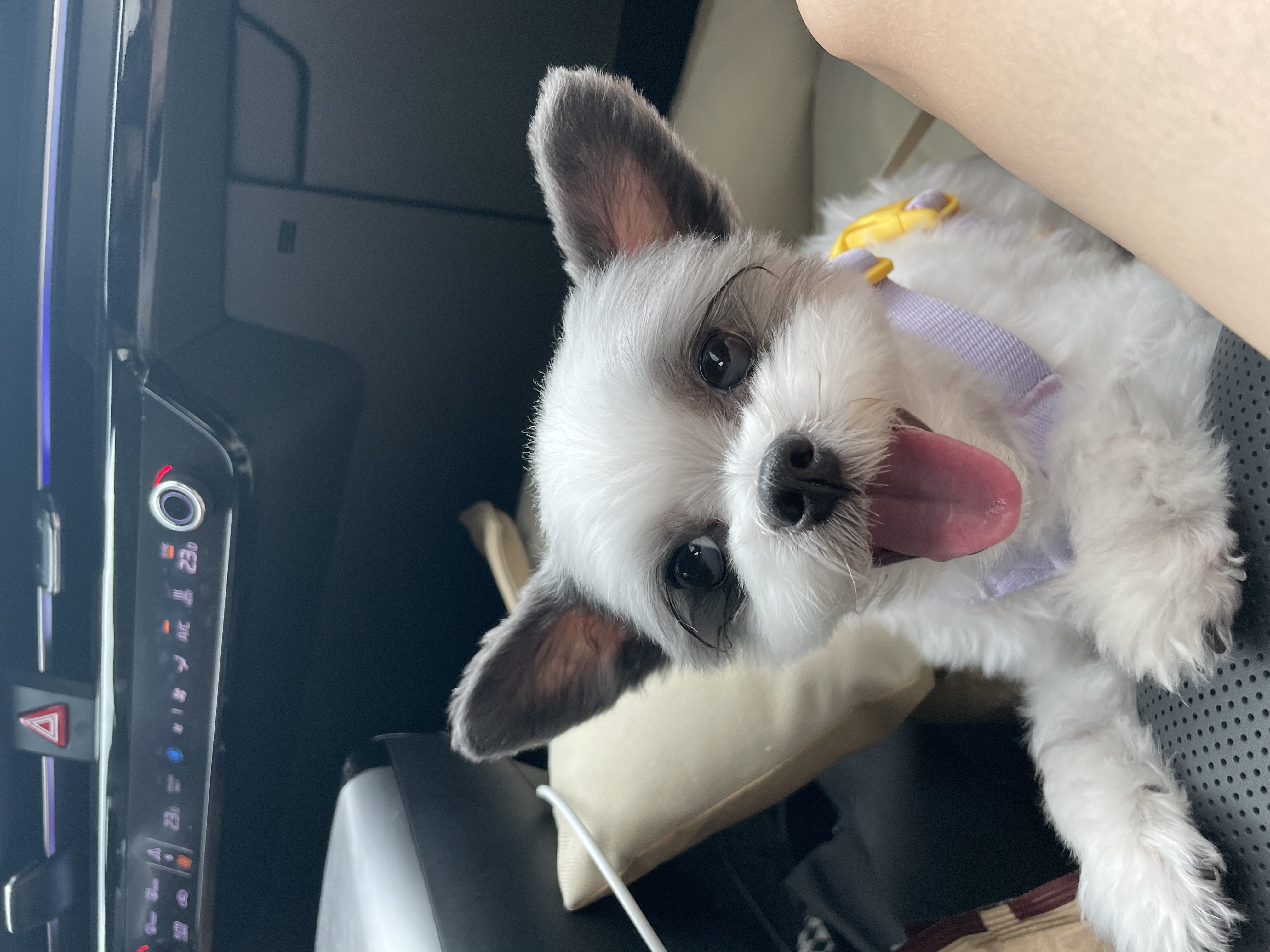 아산구조견 아뭉이 입양3주년 이야기