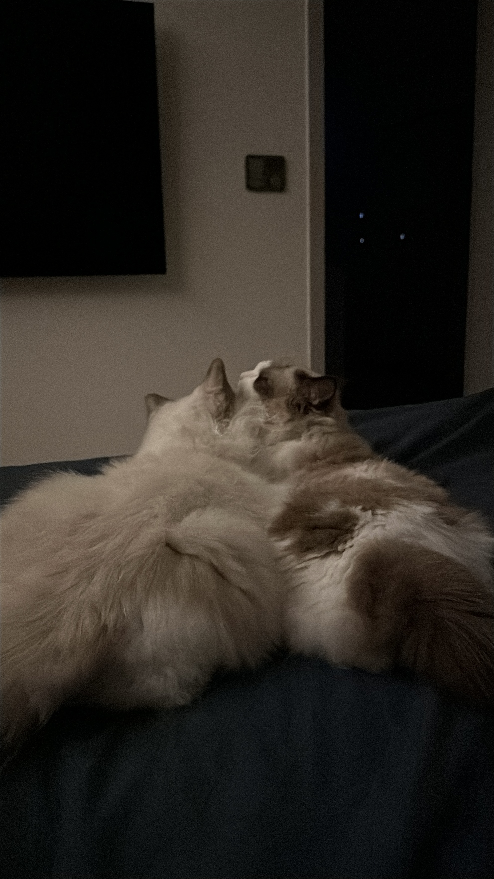 샤샤&라라 aka 샤랄라 시스터즈 1개월 후기 (구 라푼젤 에리얼)