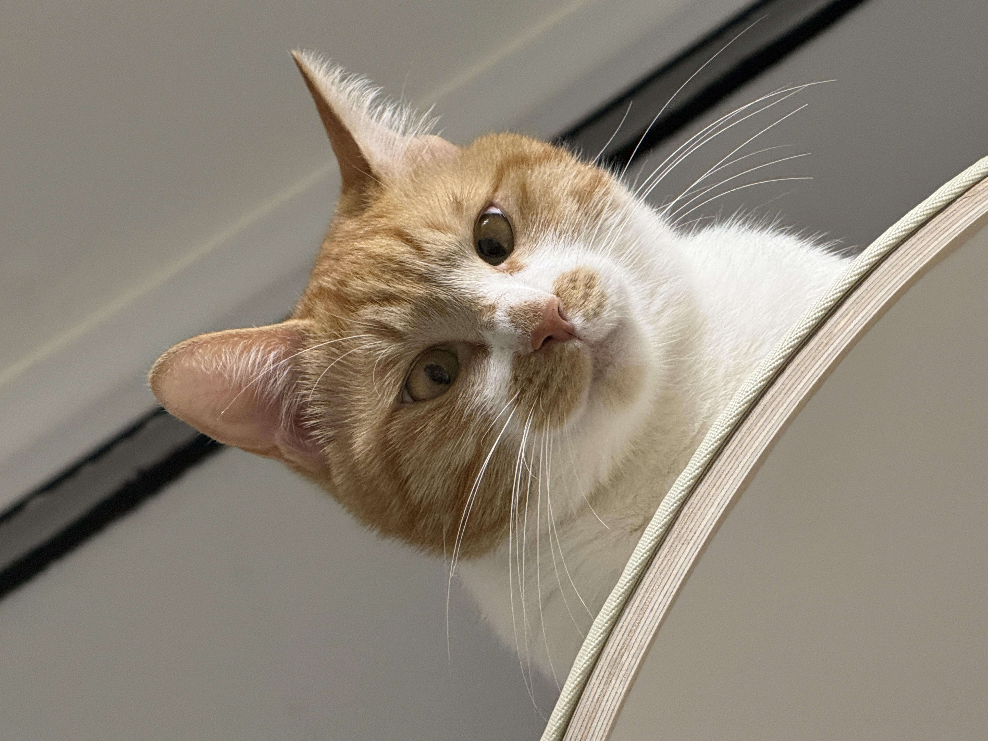 달콩이(구 달봉이) 입양 1년 후기🦁