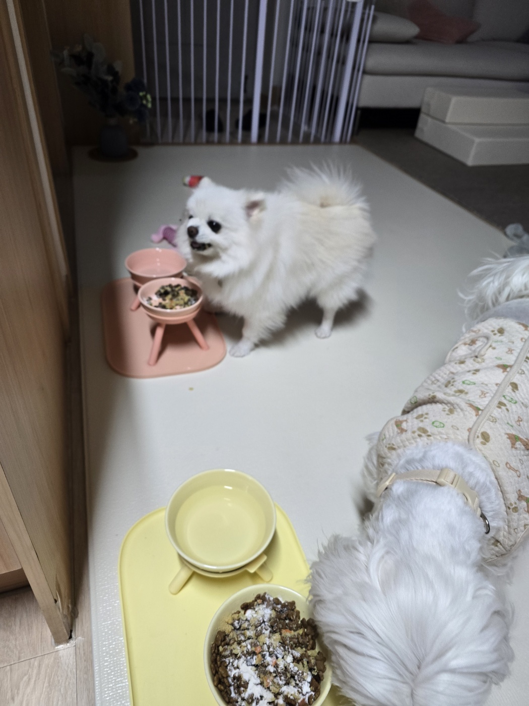 햇밤이와의 우리 세가족 이야기