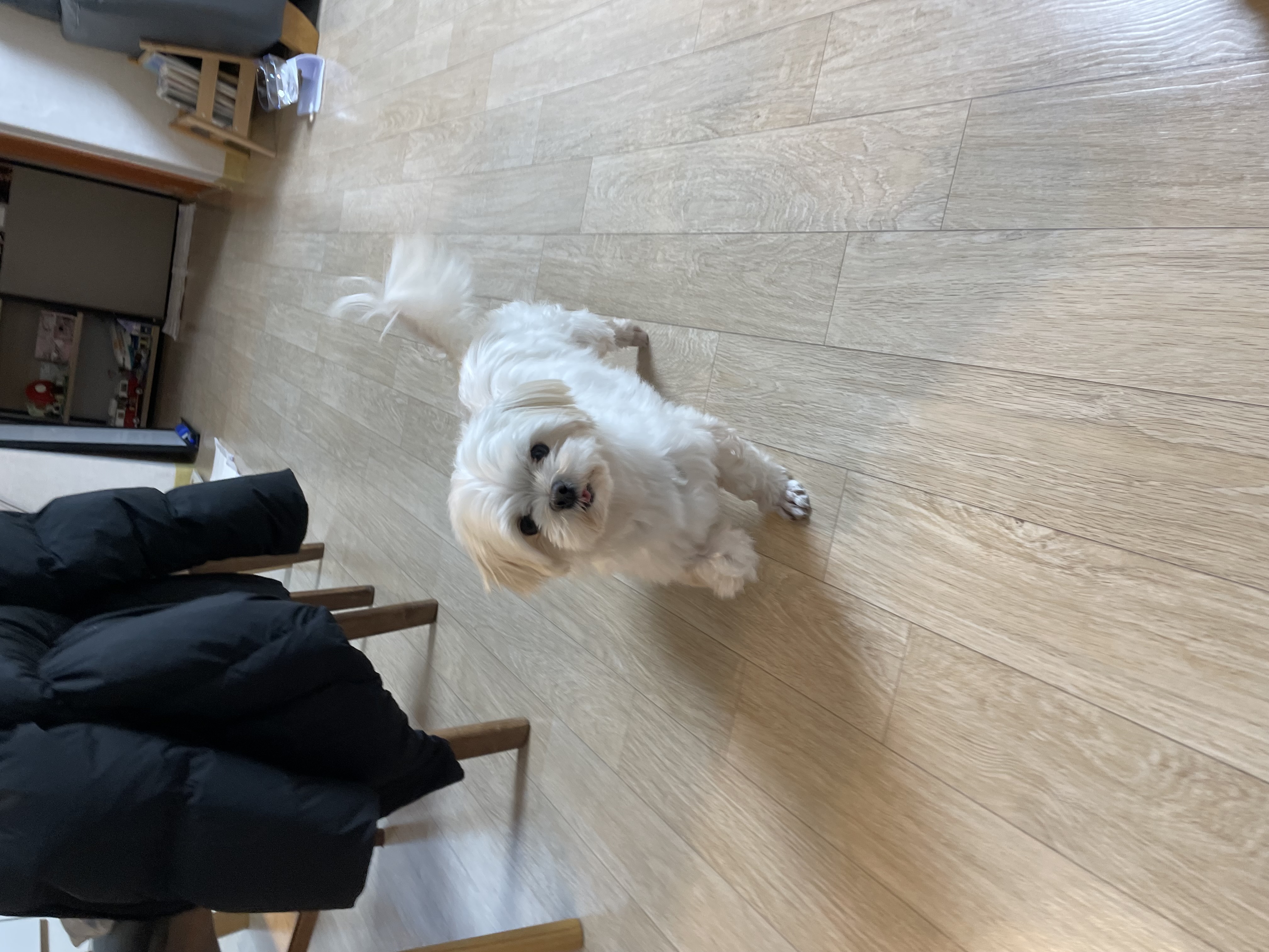 조리 임보 7일차