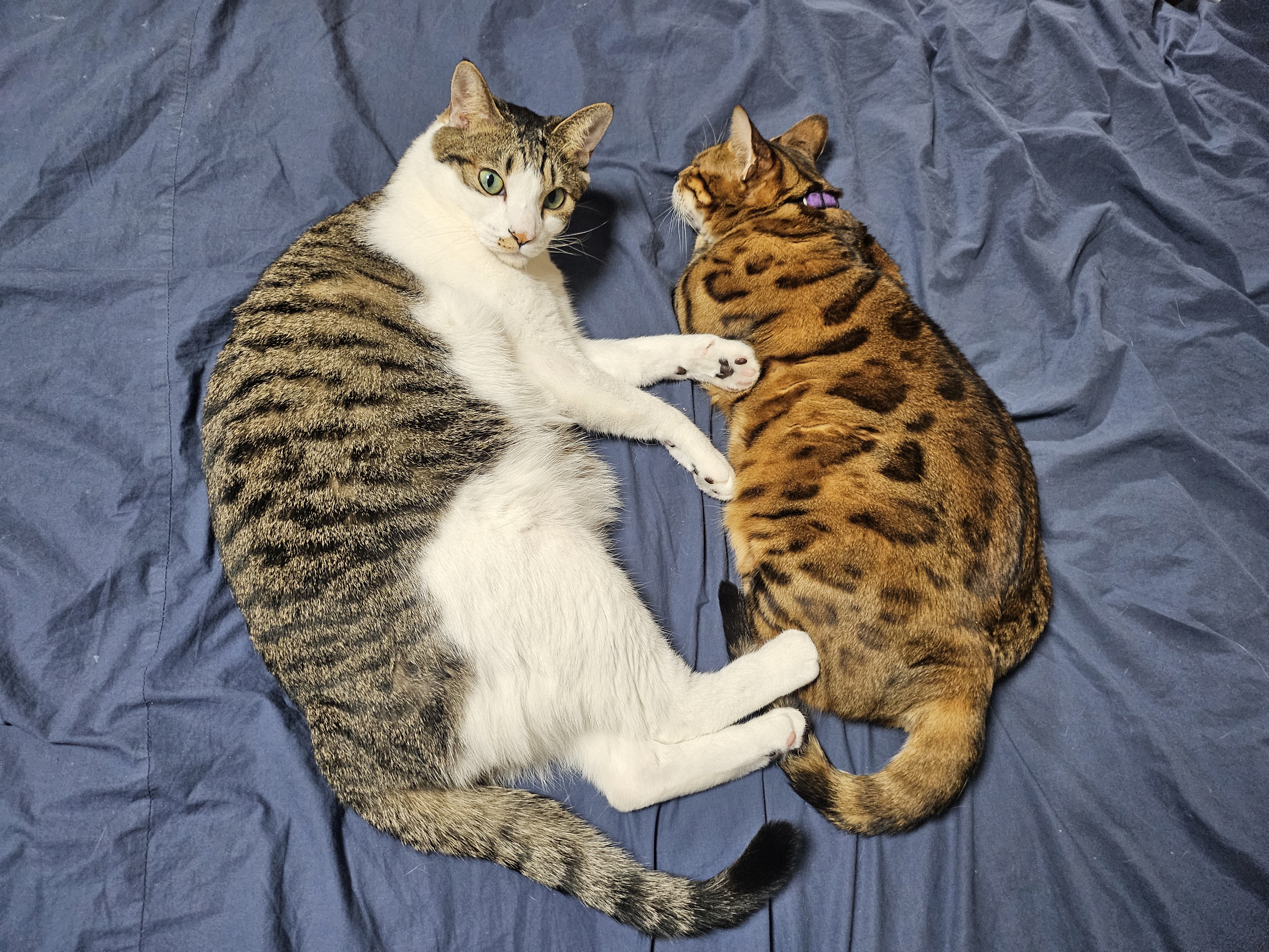 탄이와 또 새로운 2026년으로 (구.해성)