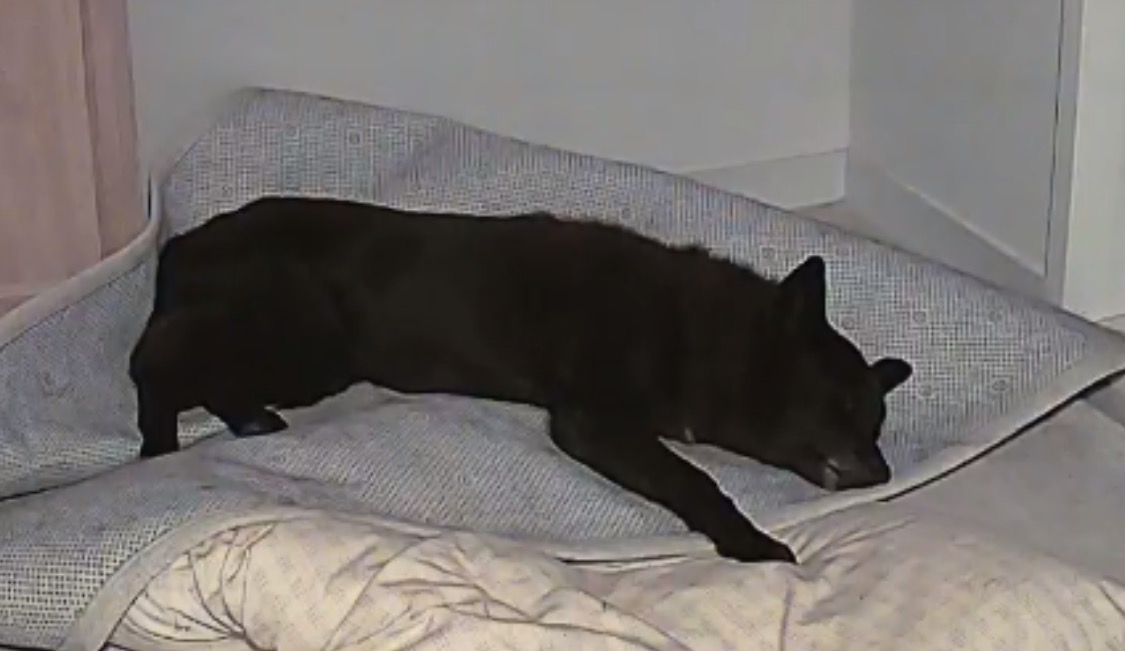 반달이와 친해지기