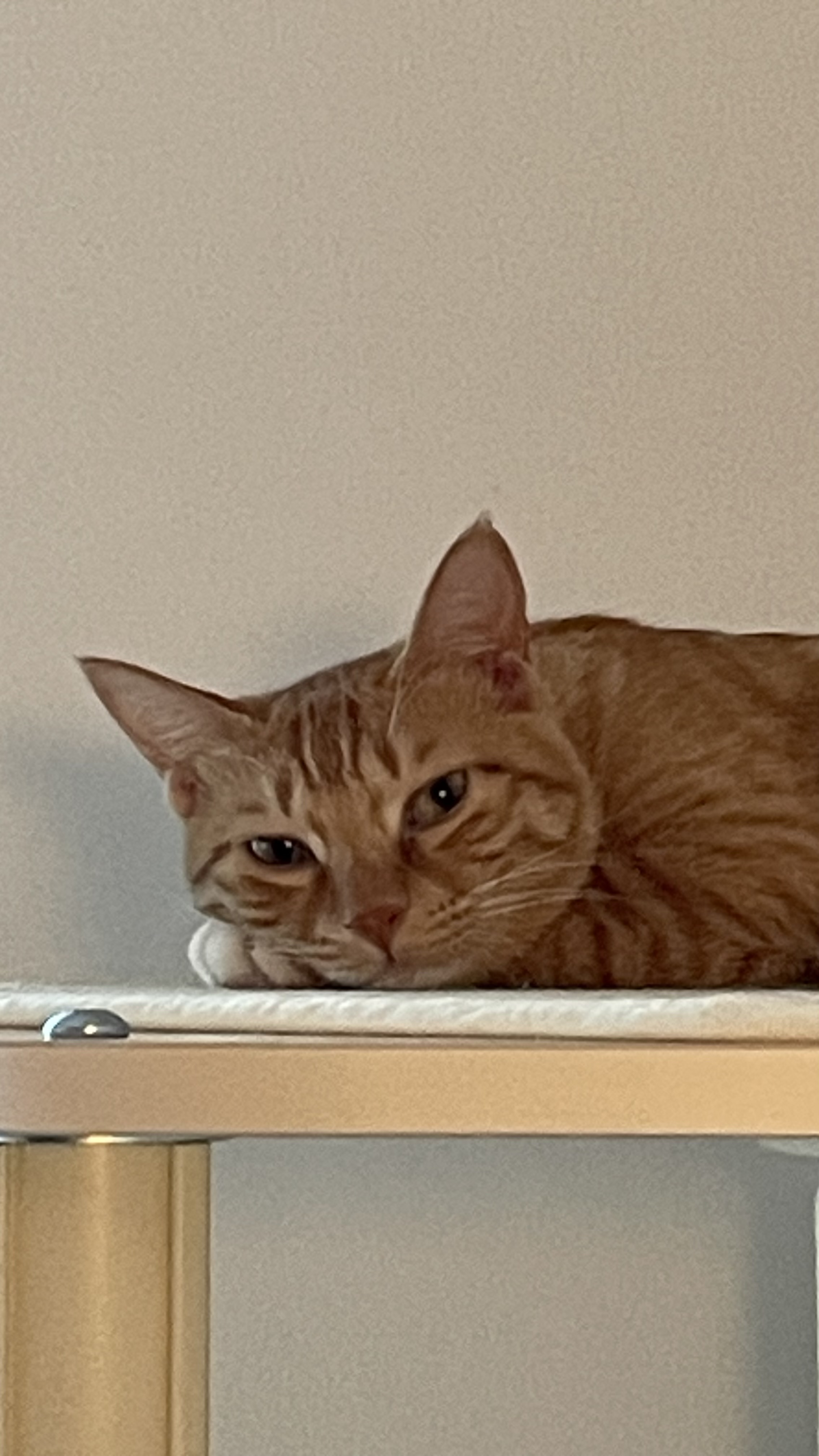 다해(현재 금비) 한달 후기