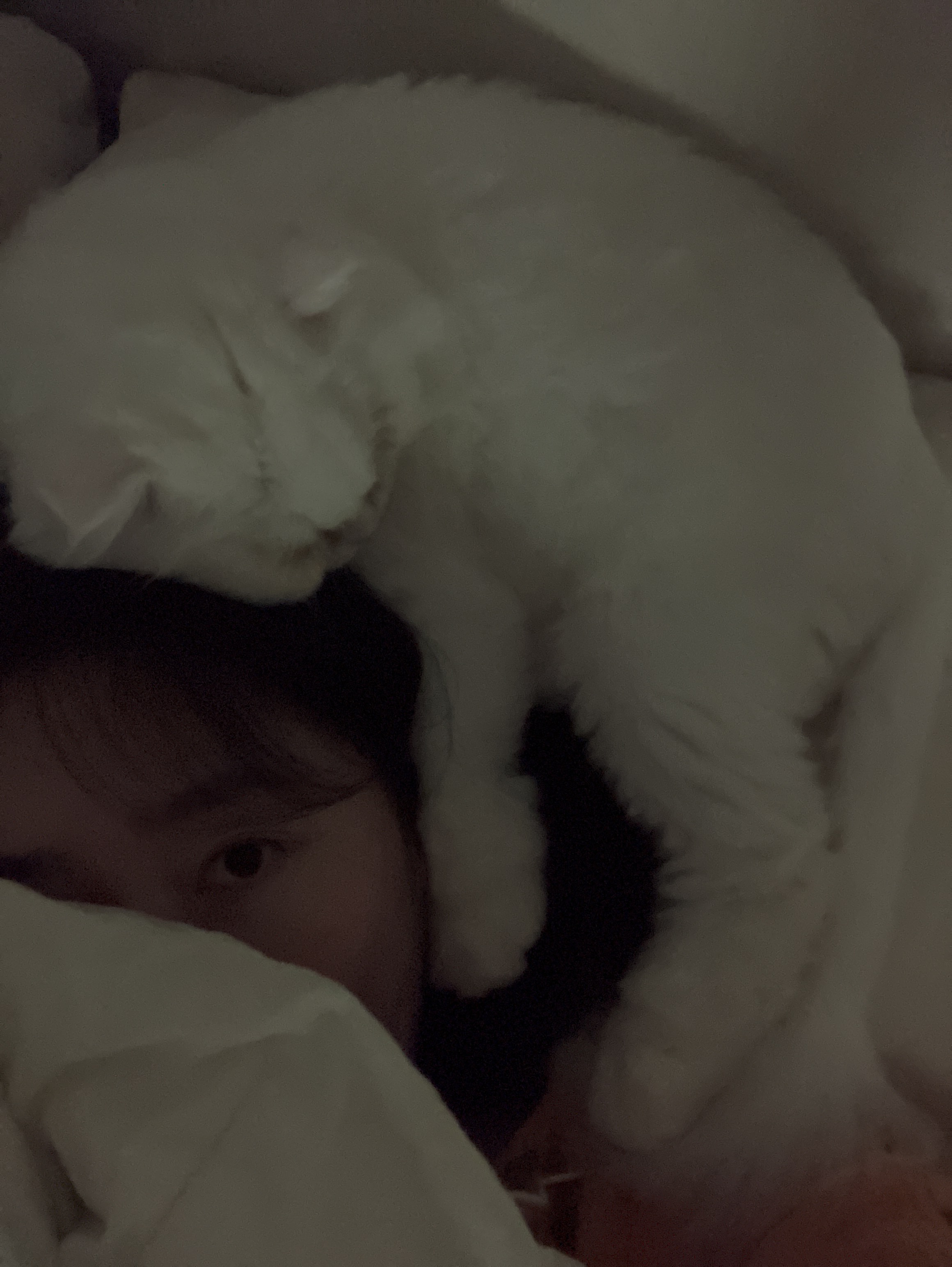 샤브(퉁퉁이)와의 1년