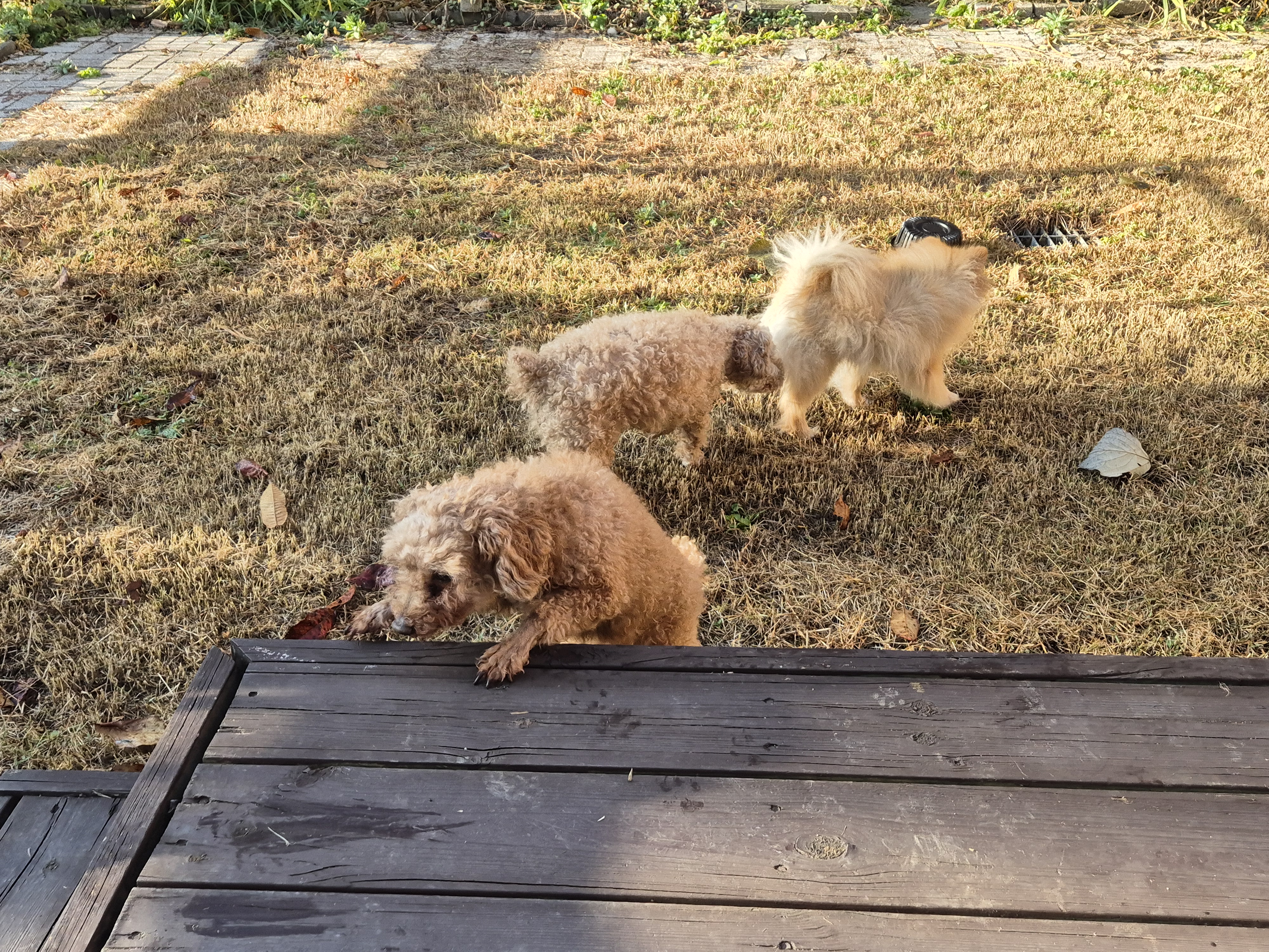 해랑이와 배순이