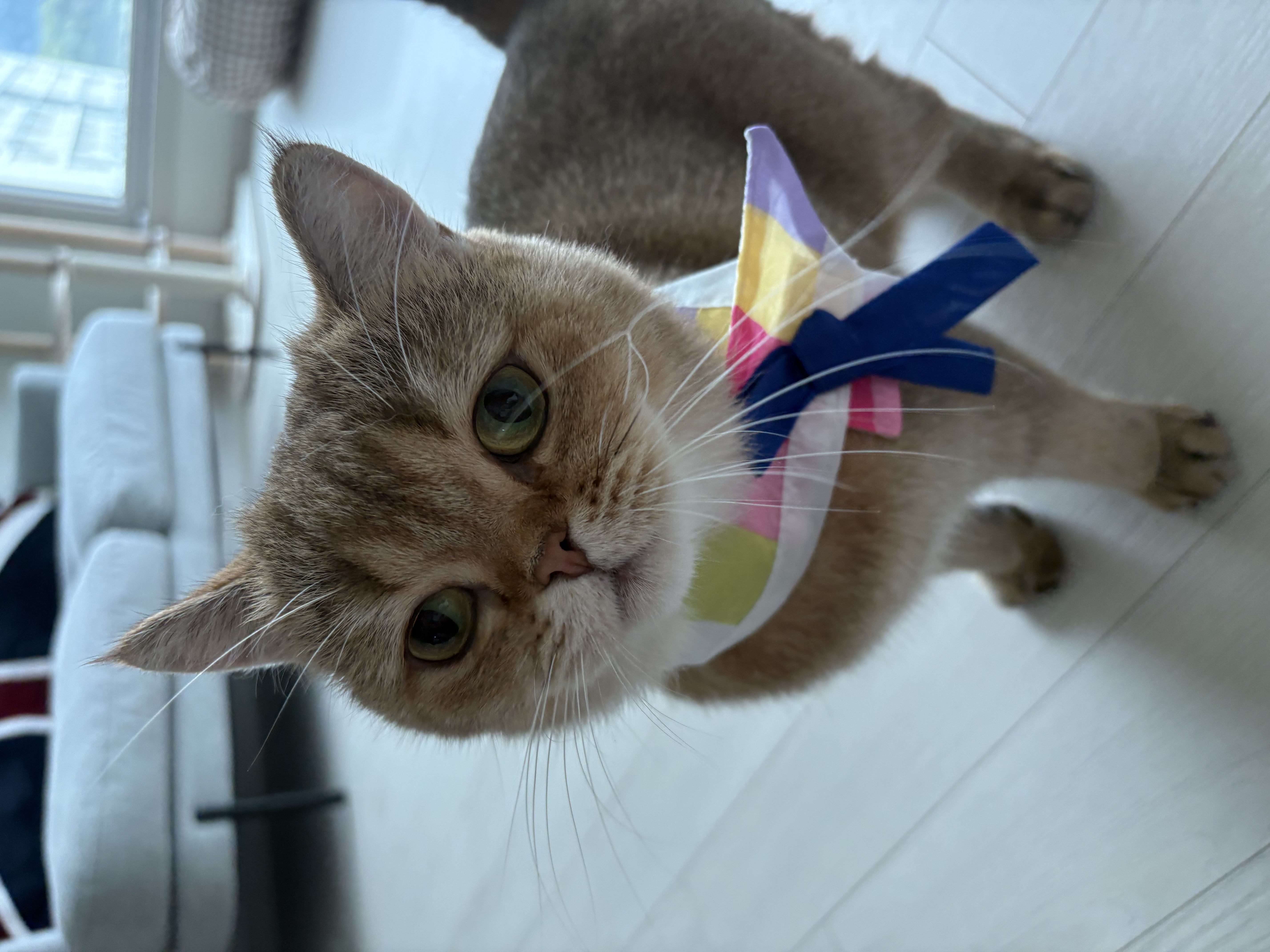 두두 (구 삼월이) 일주일 후기🧡