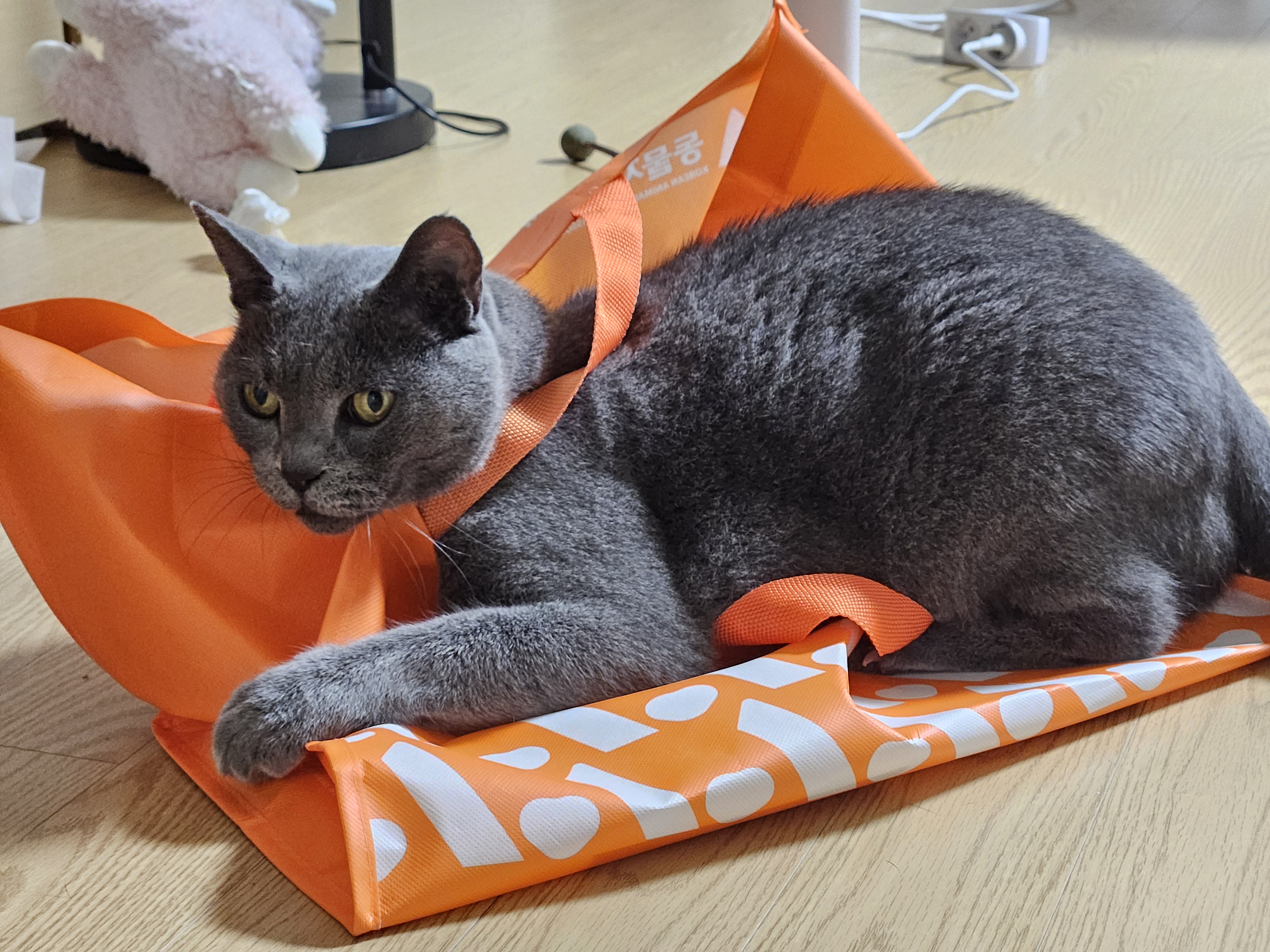 페이(구 페퍼) 입양 1주차 후기