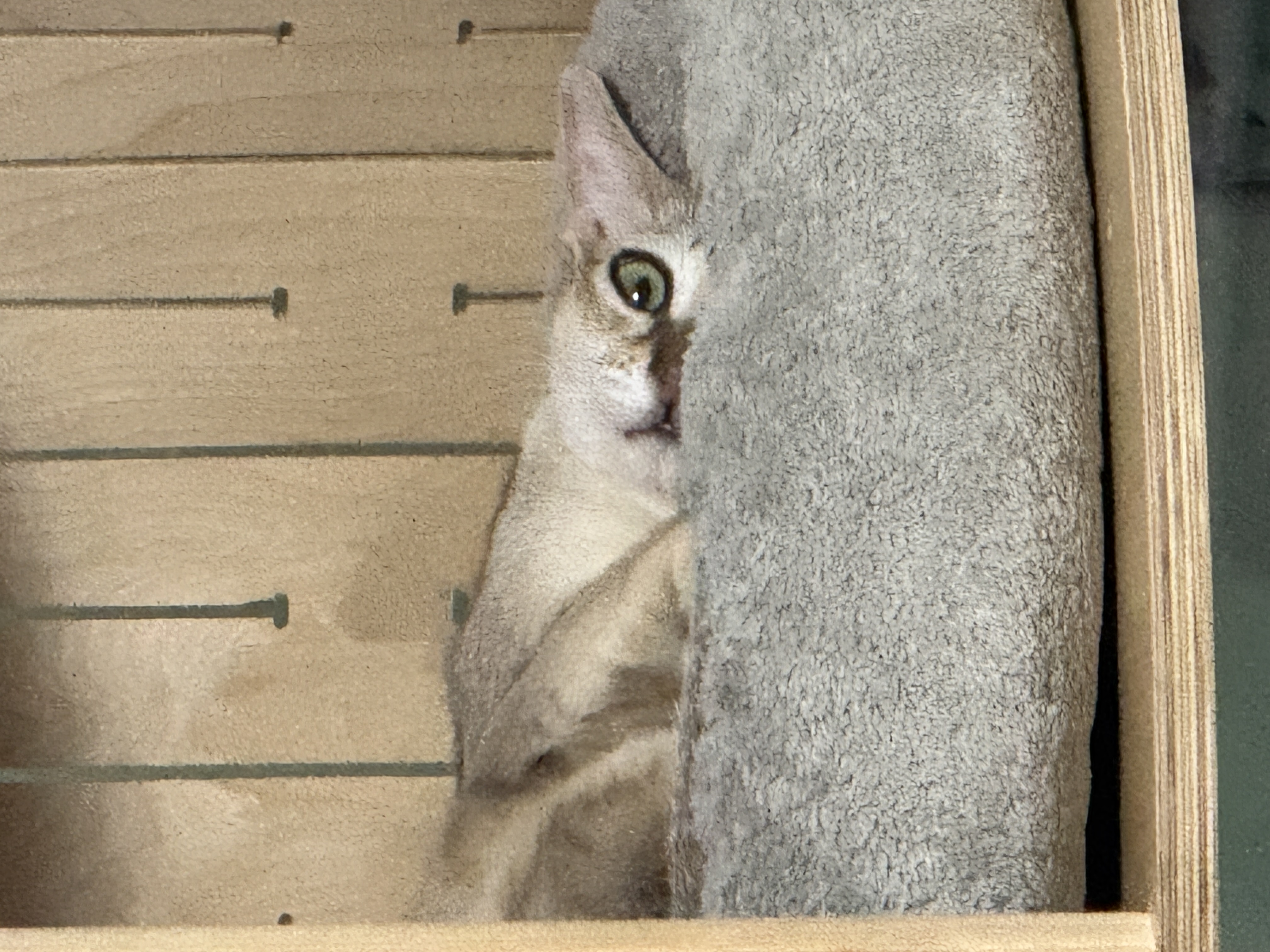 로즈(짜짜)와 함께 한 세 달