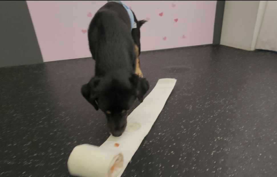 두양이 잘지내고 있습니다~