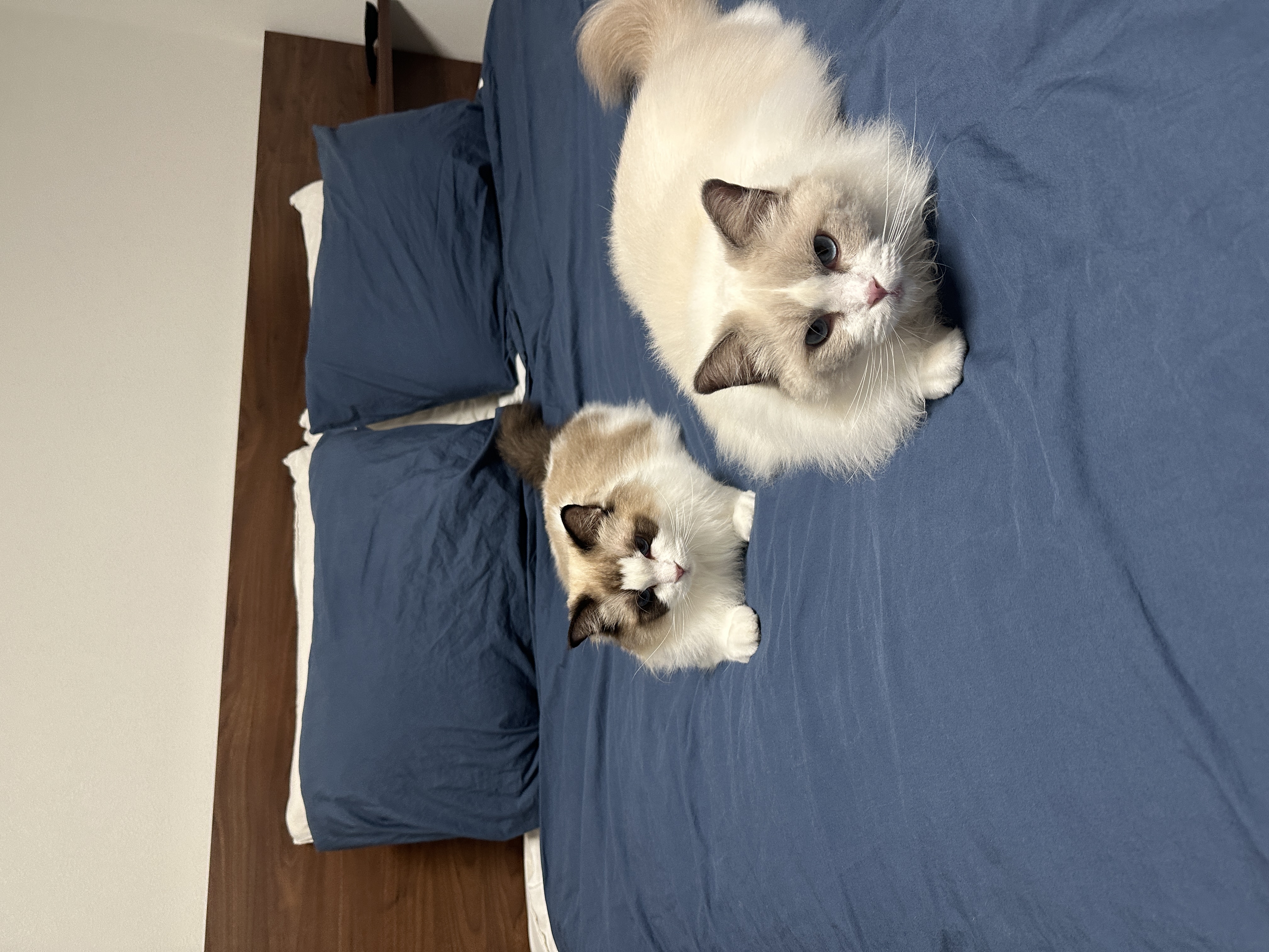 샤샤&라라 aka 샤랄라 시스터즈 1개월 후기 (구 라푼젤 에리얼)