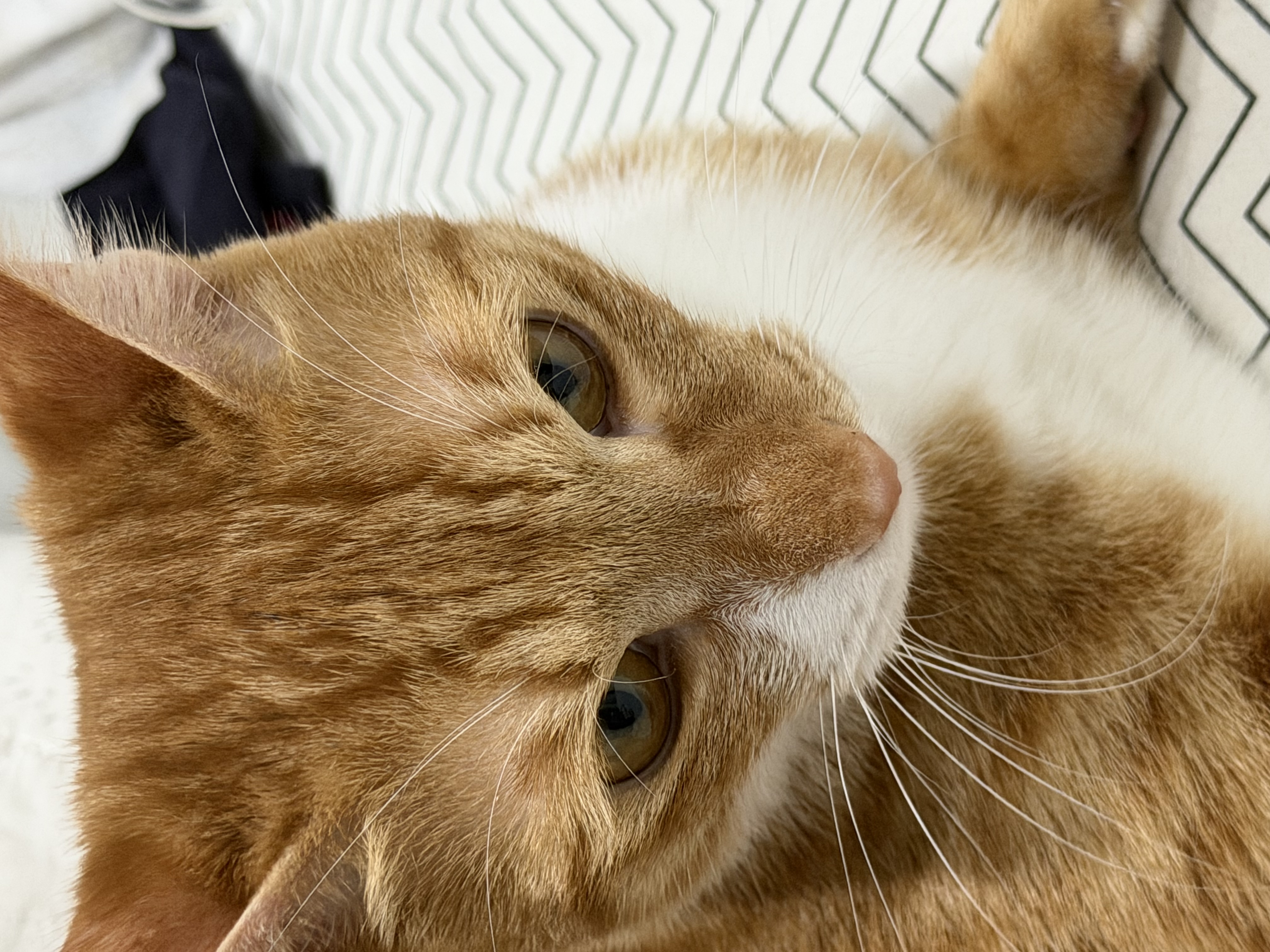 말랑콩떡과의 일년