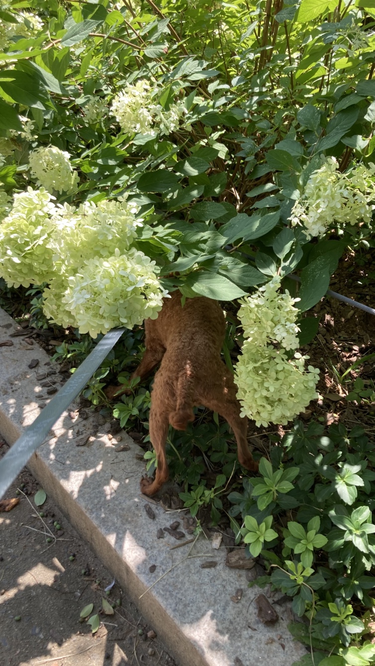 안녕하세요 보사가 왔어요 ~