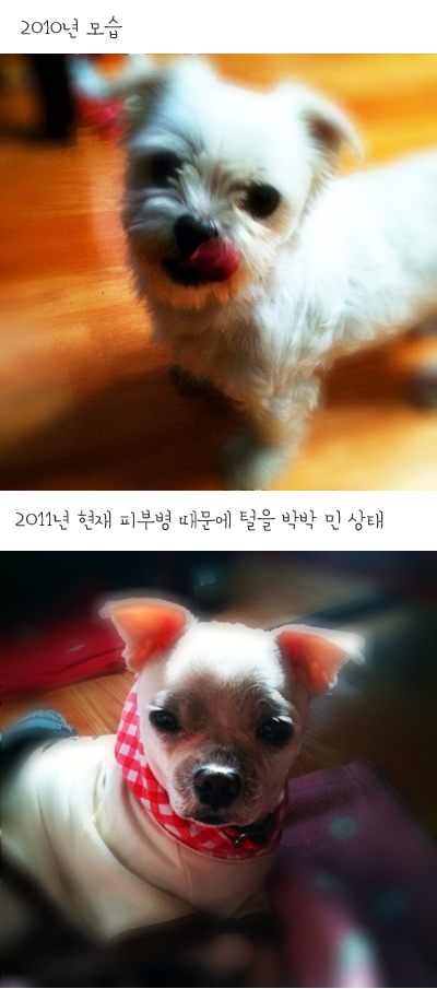 우리 레인이...입양 가능할까요..ㅠㅠ