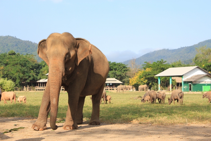 태국 치앙마이에 있는 Elephant Nature Park에 다녀왔어요
