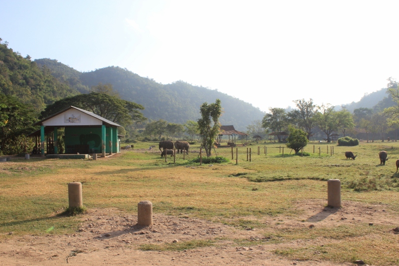태국 치앙마이에 있는 Elephant Nature Park에 다녀왔어요