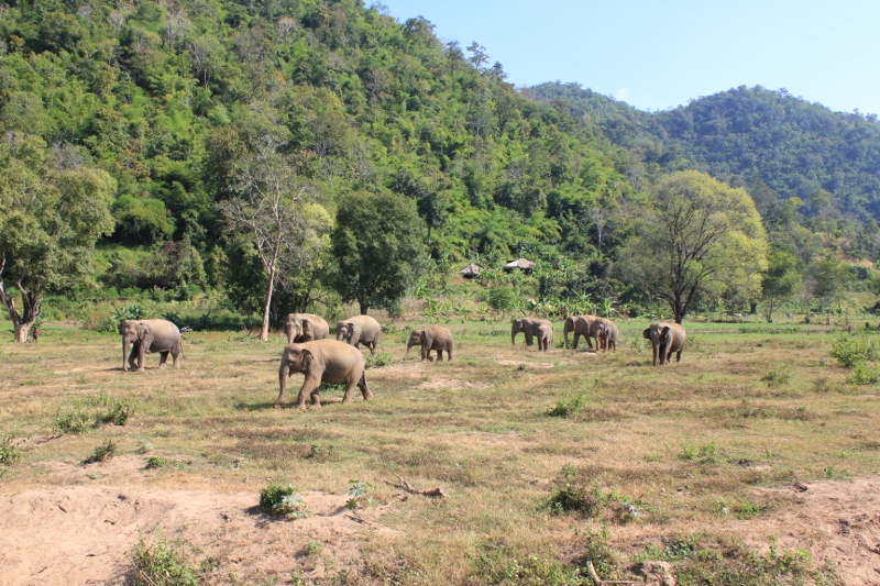 태국 치앙마이에 있는 Elephant Nature Park에 다녀왔어요