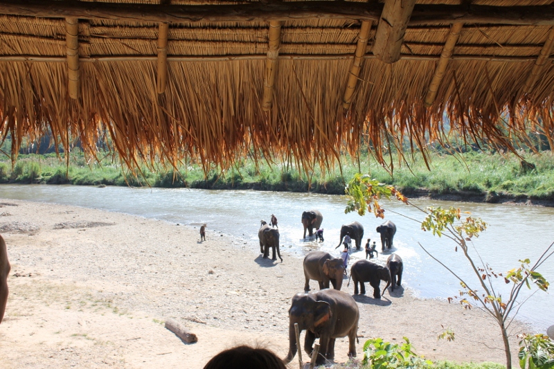 태국 치앙마이에 있는 Elephant Nature Park에 다녀왔어요