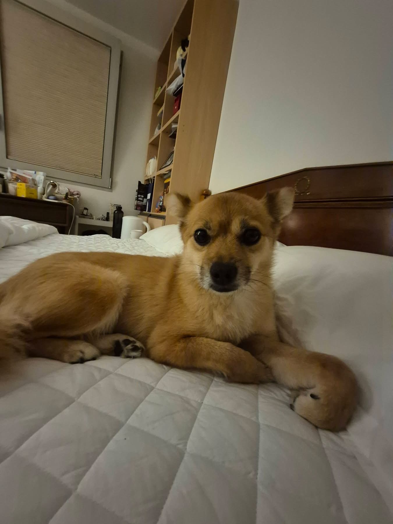 [해외입양] 캐나다 토론토에서 전해온 '달님이' 소식💌