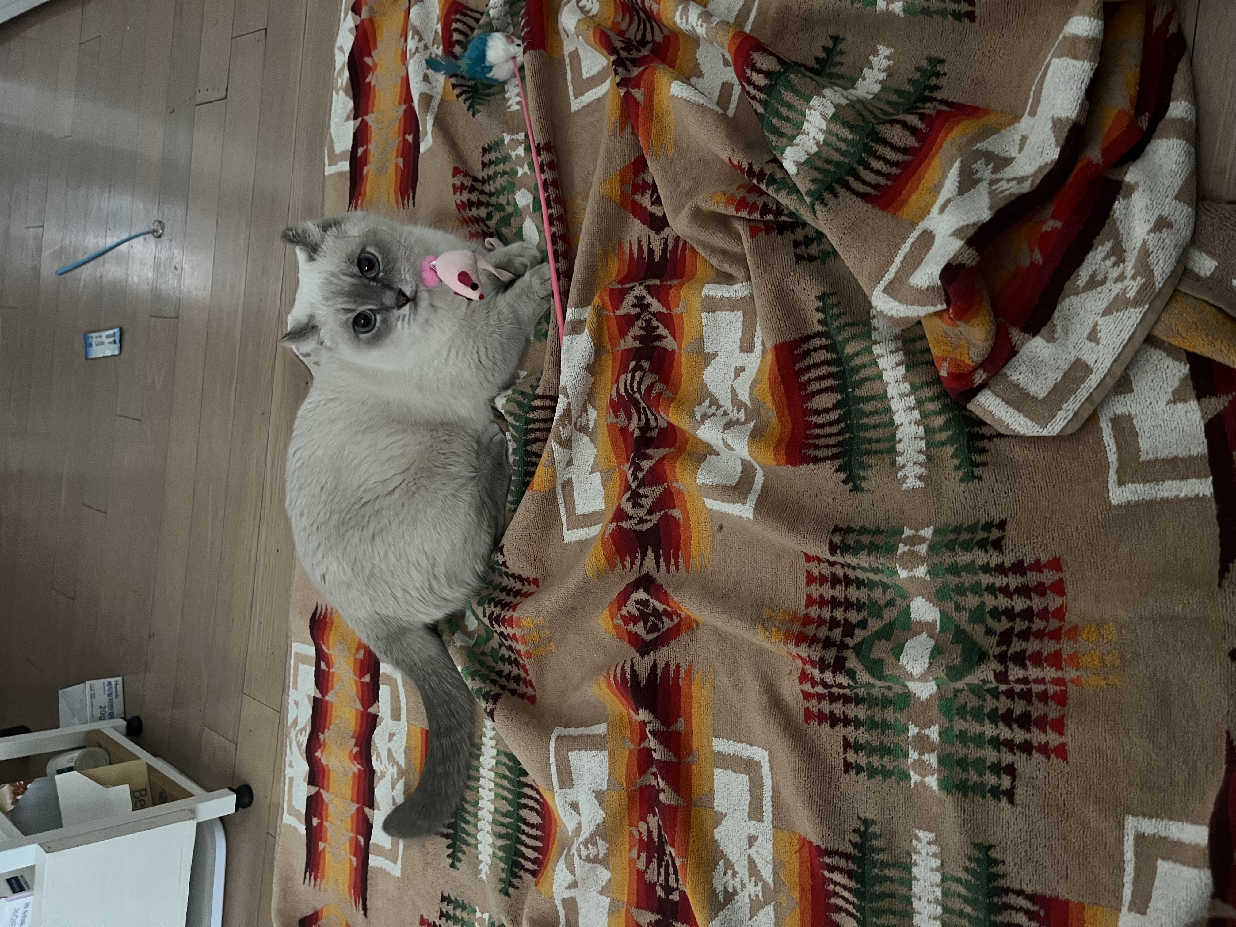 임시보호 한달후 가족이된 하츄(버찌)