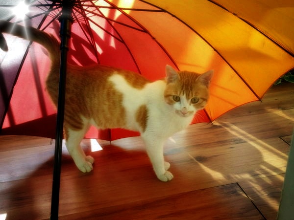 고양이 모델시킬까봐요~