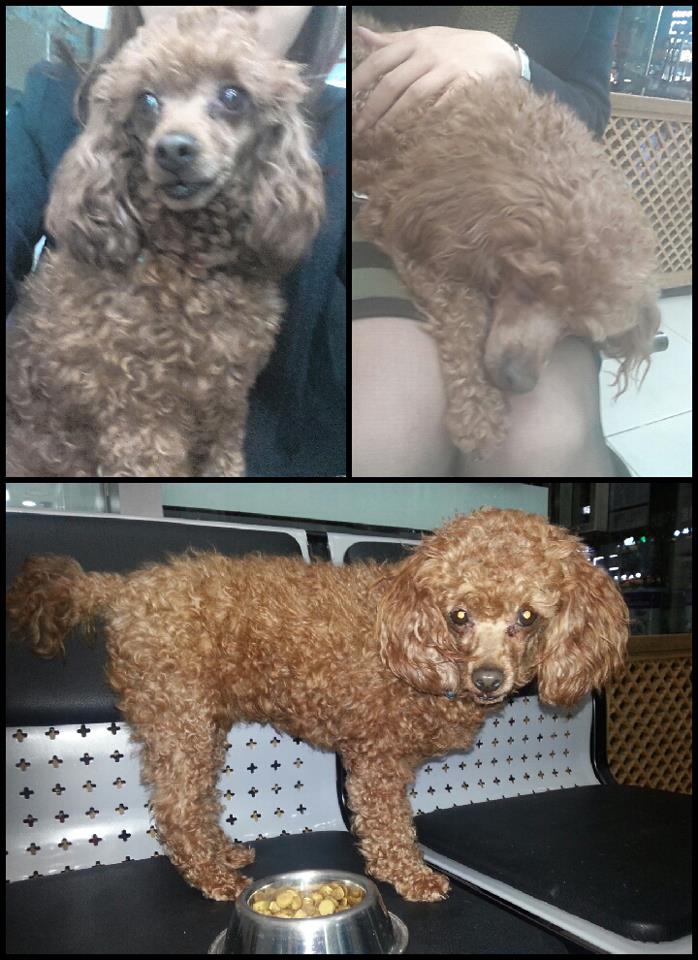신촌 연세대 캠퍼스 안에서 발견된 4-5세 추정 갈색 암컷 푸들, 견주 및 입양처를 찾습니다