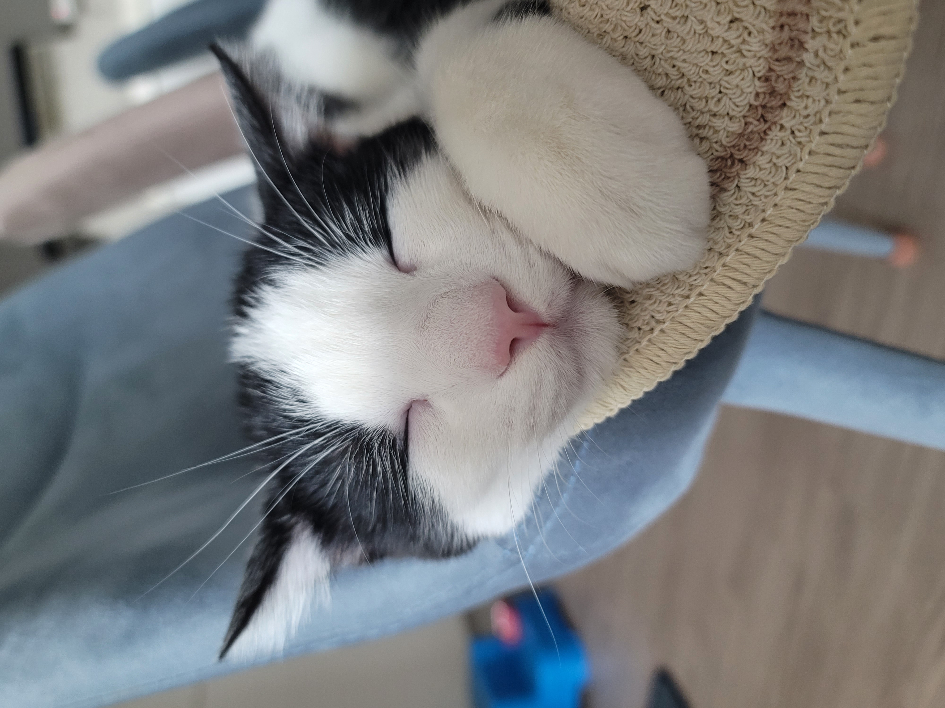 우주 입양 1개월 소식 전합니다.